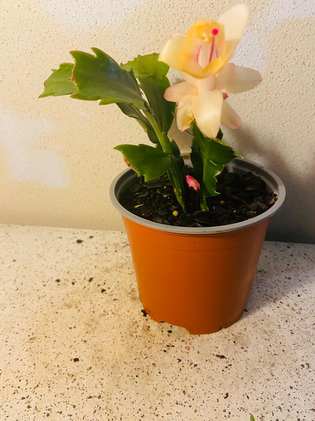 Cacti Zygocactus Sophia