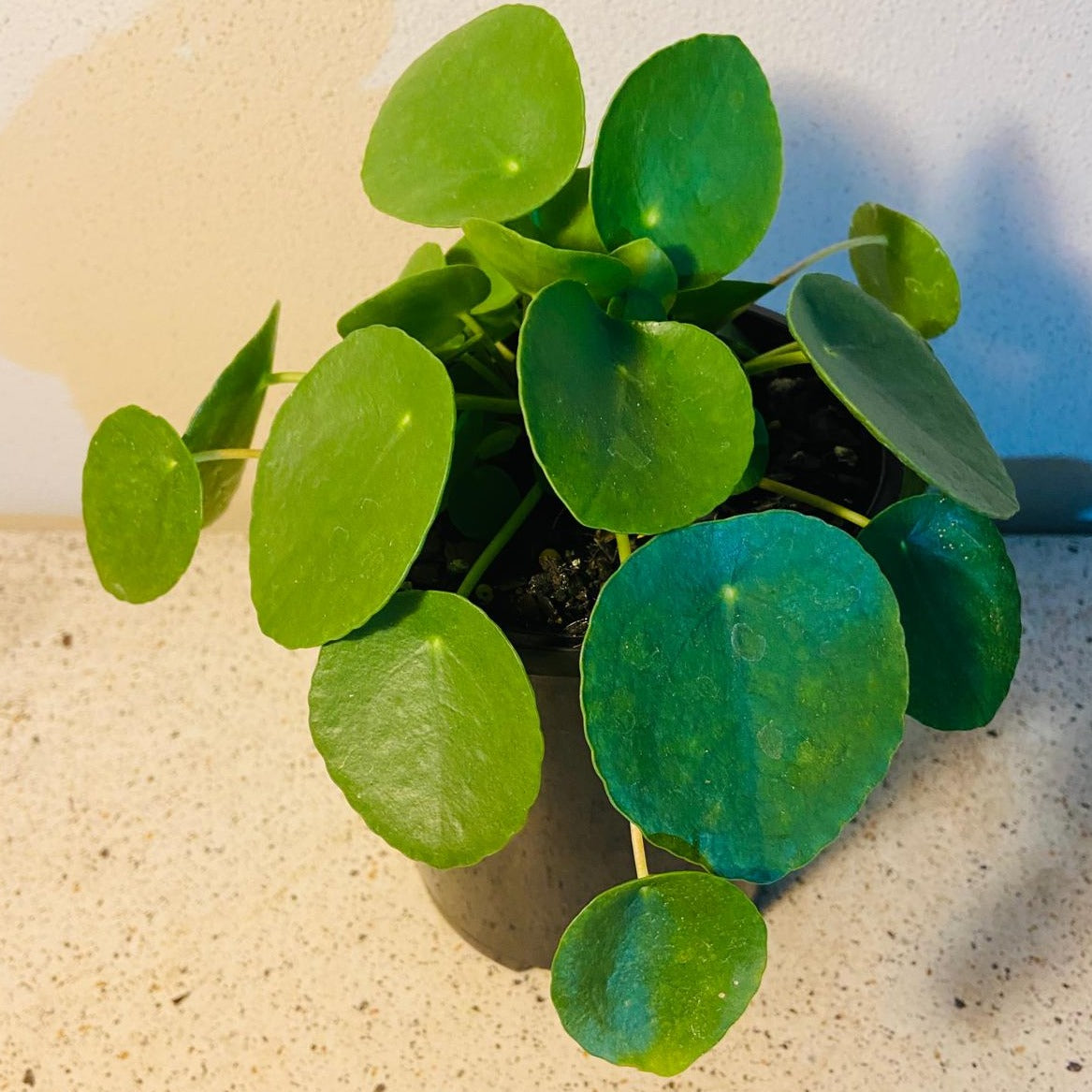 Pilea Peperomioides - Chinese Money Plant #44