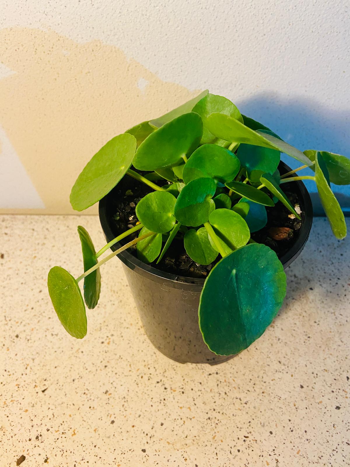 Pilea Peperomioides - Chinese Money Plant #44