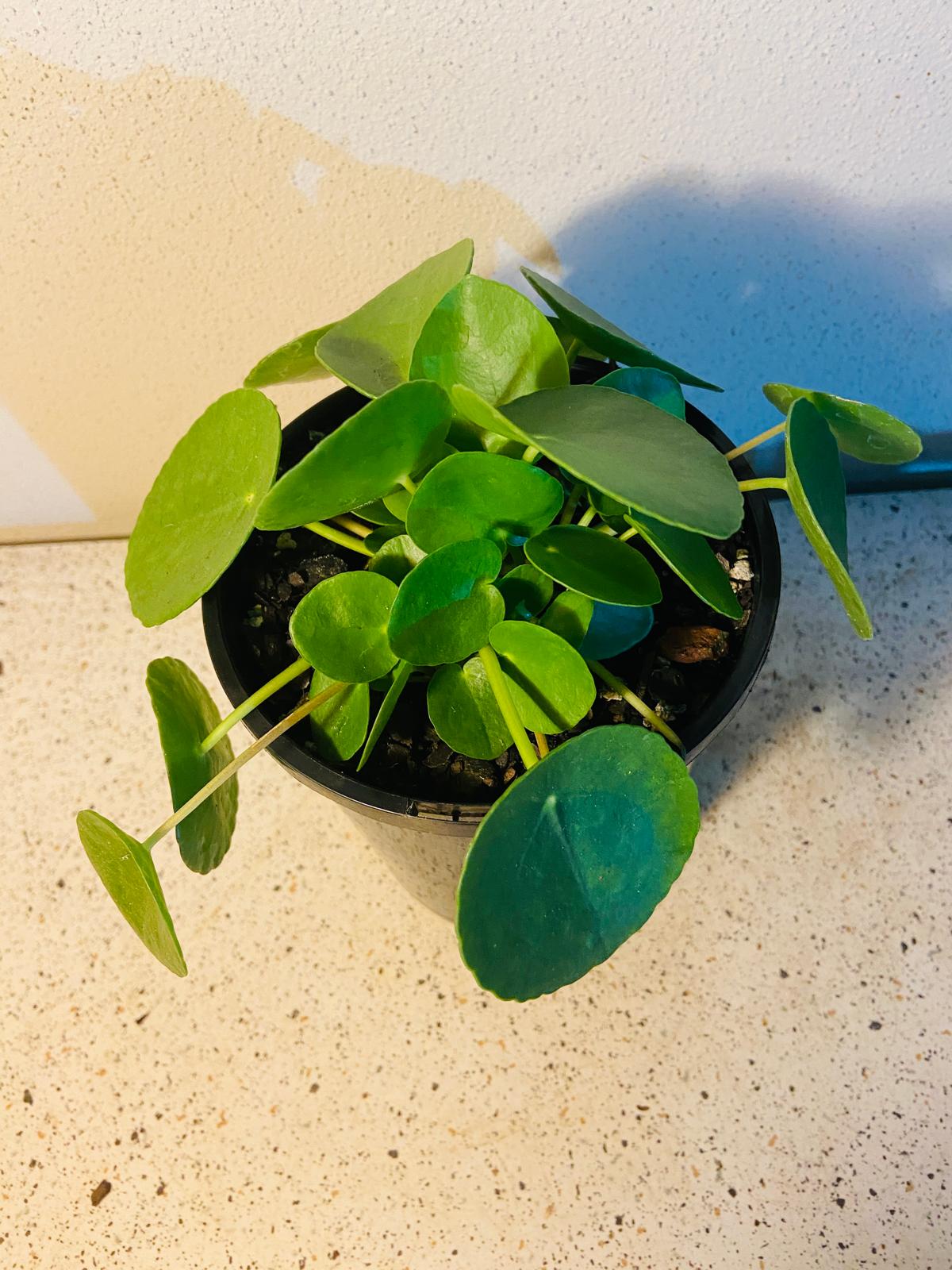 Pilea Peperomioides - Chinese Money Plant #44