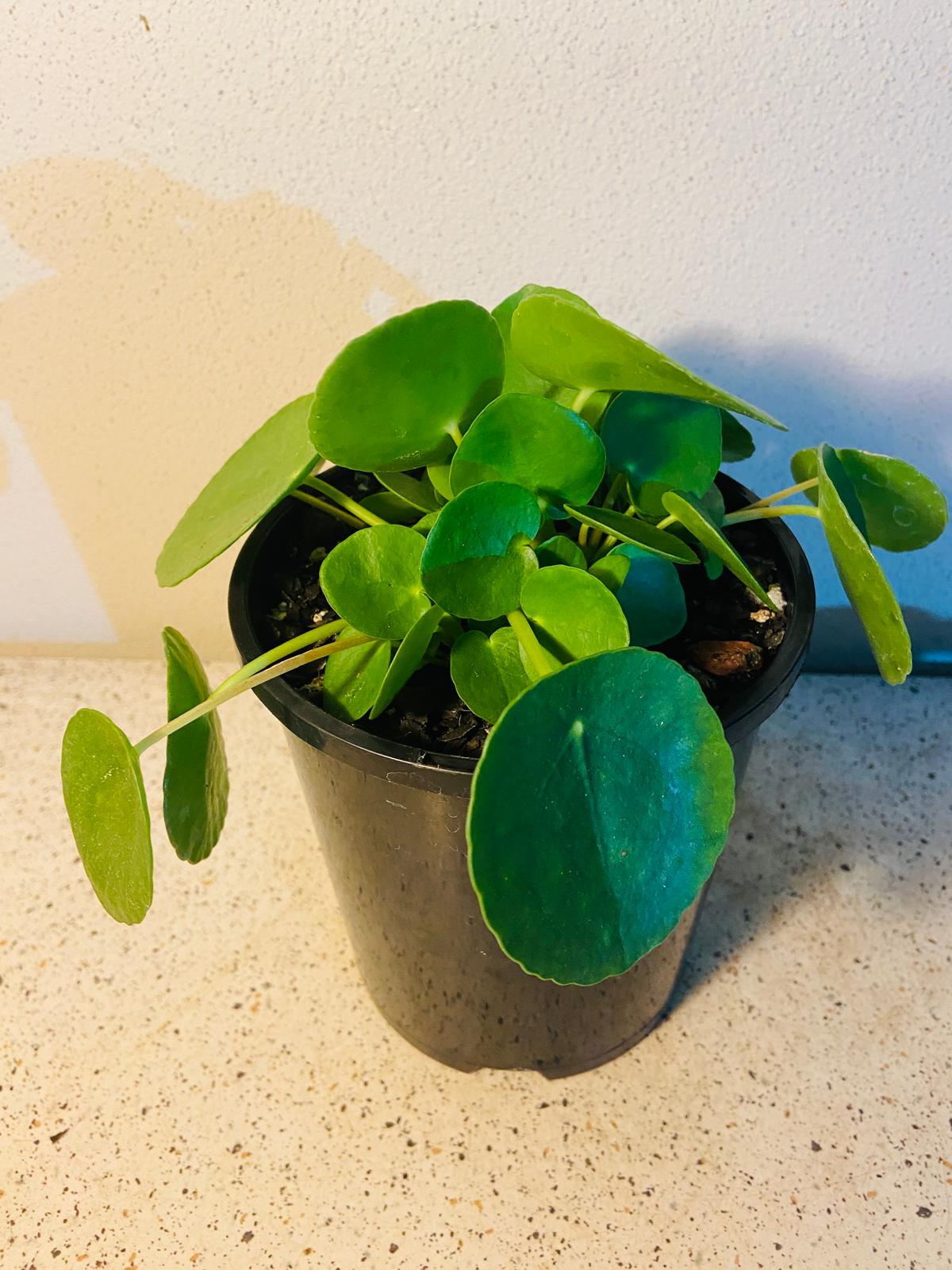 Pilea Peperomioides - Chinese Money Plant #44