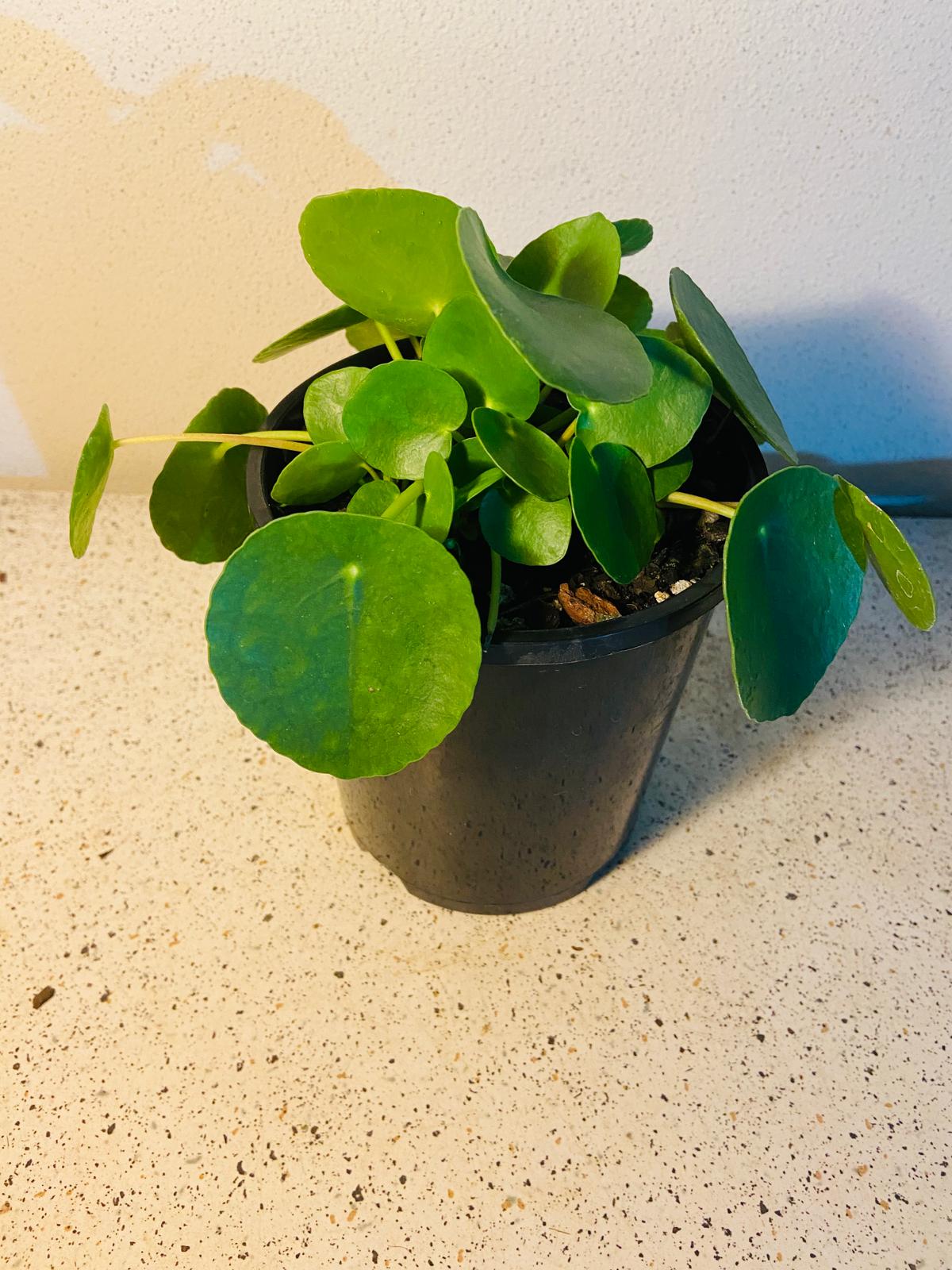 Pilea Peperomioides - Chinese Money Plant #44