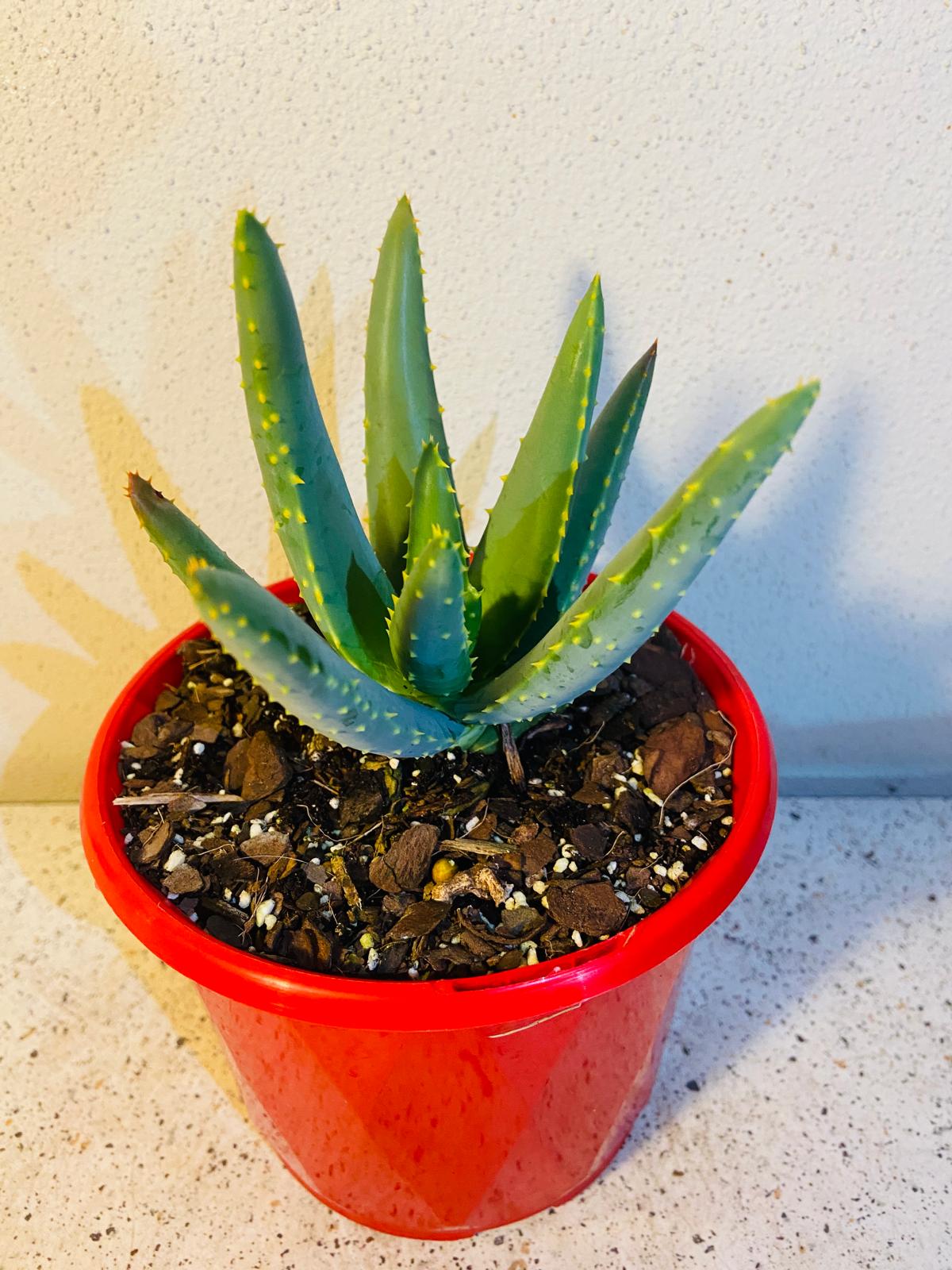 Aloe Hybrid Dichotoma 130mm