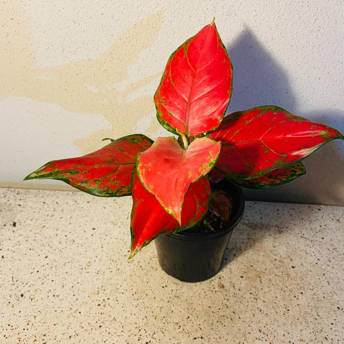 Aglaonema Red Beauty 100mm
