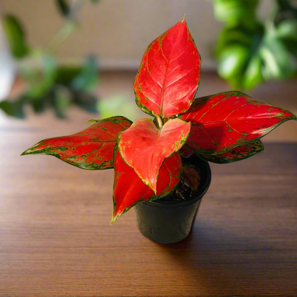 aglaonema red beauty Aglaonema Red Beauty 100mm – Succulents World