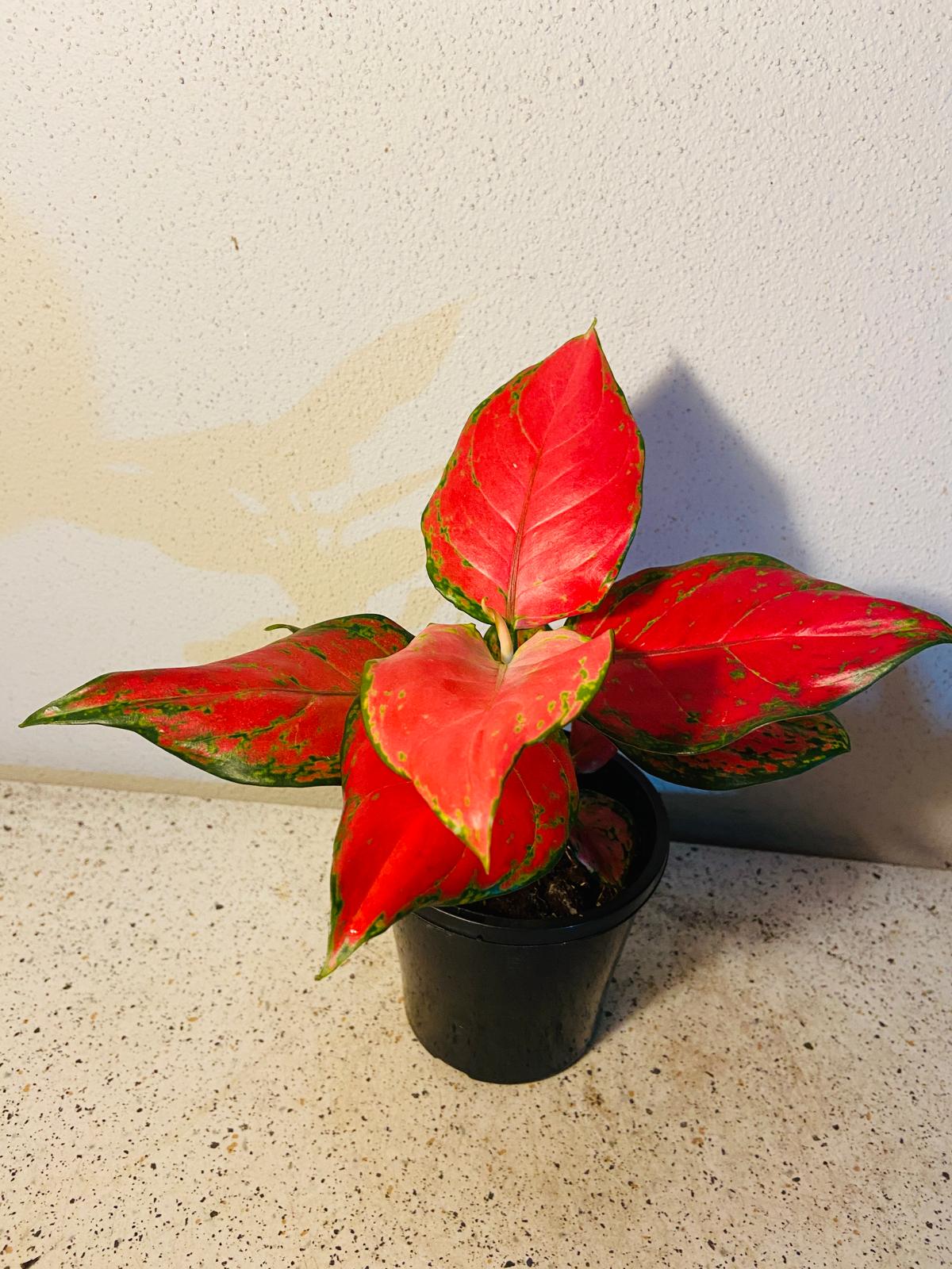 Aglaonema Red Beauty 100mm