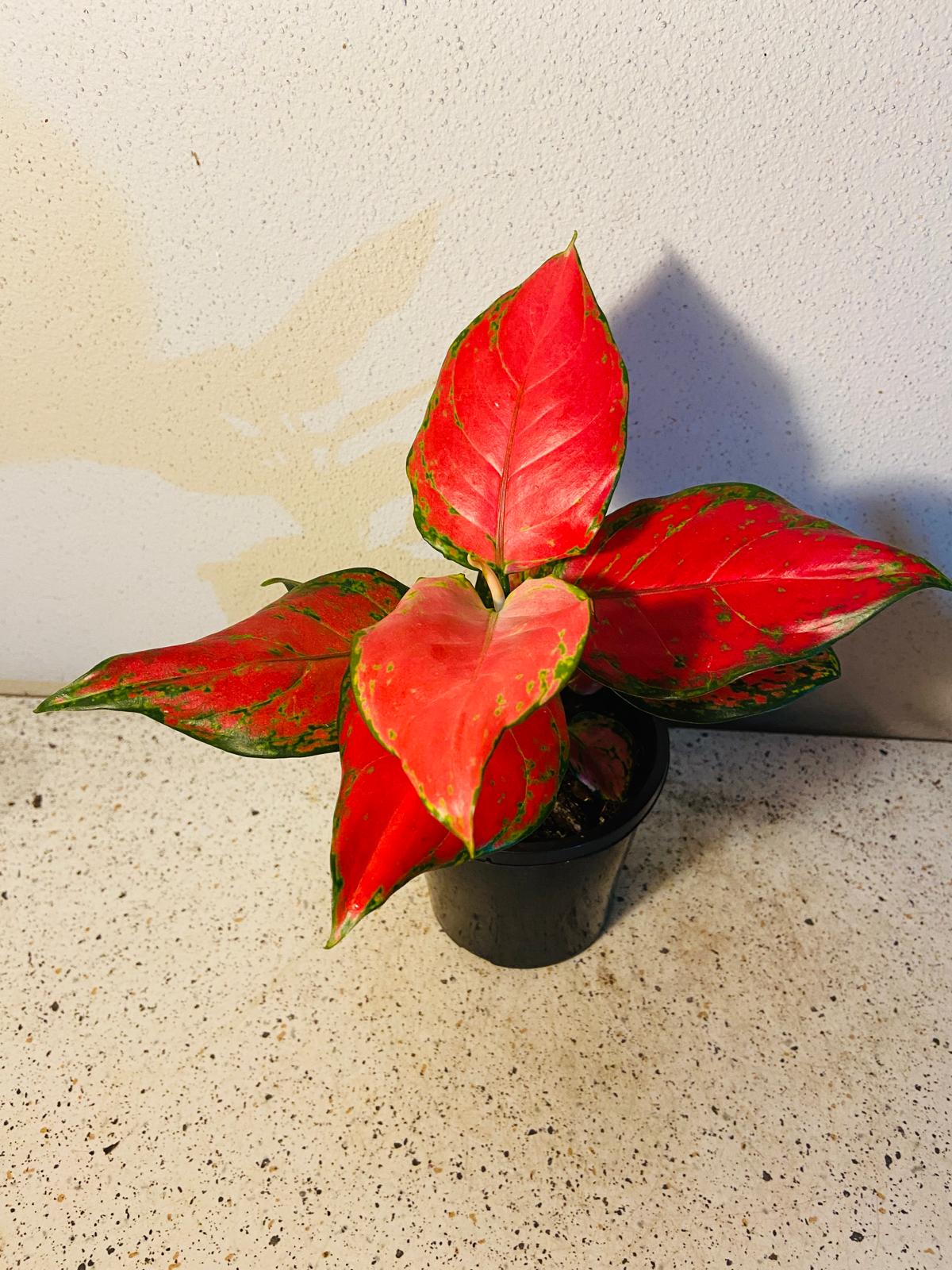 Aglaonema Red Beauty 100mm