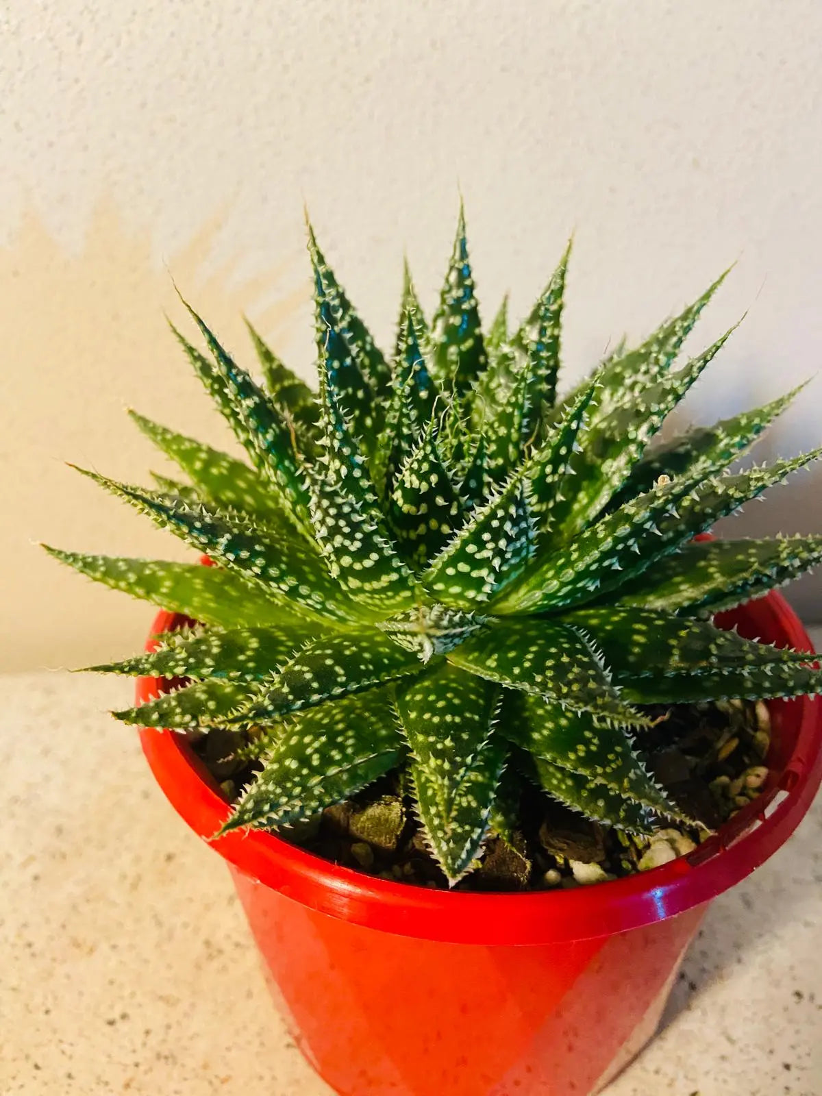 Aloe Sunstar 130mm My Store