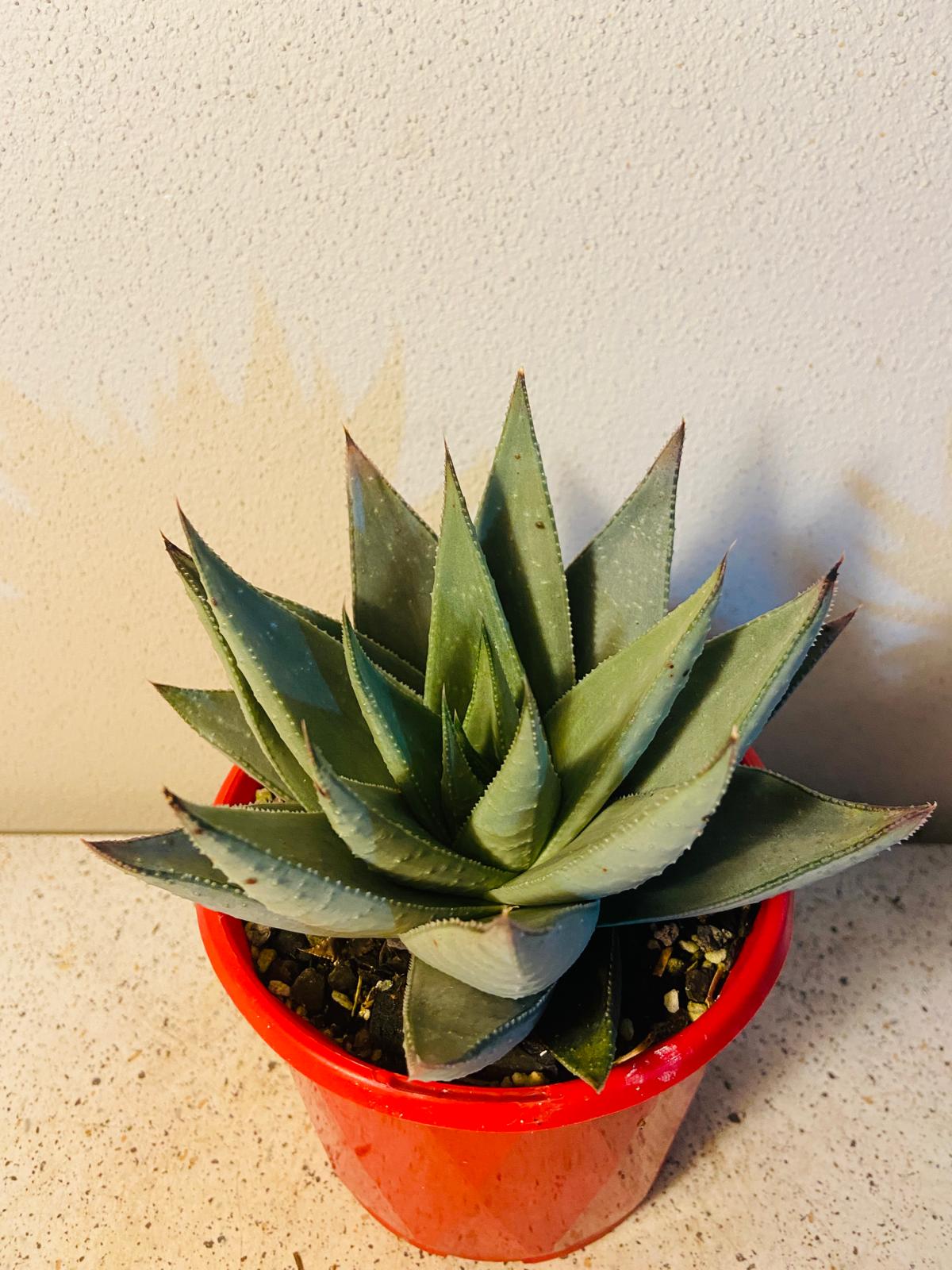 Gasteria Kabella My Store