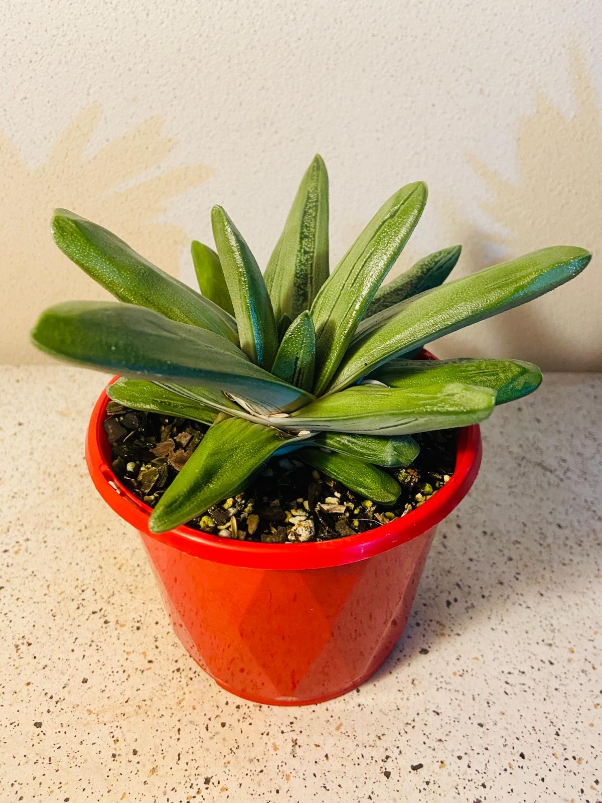 Gasteria Big Brother