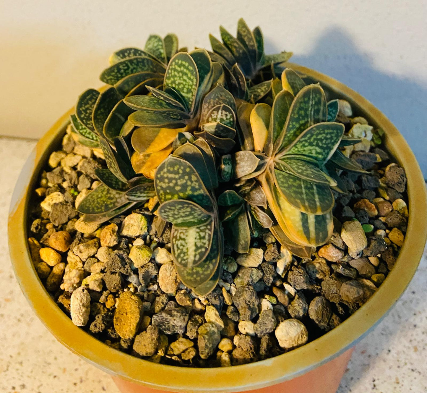 Gasteria Minima Variegated-130mm