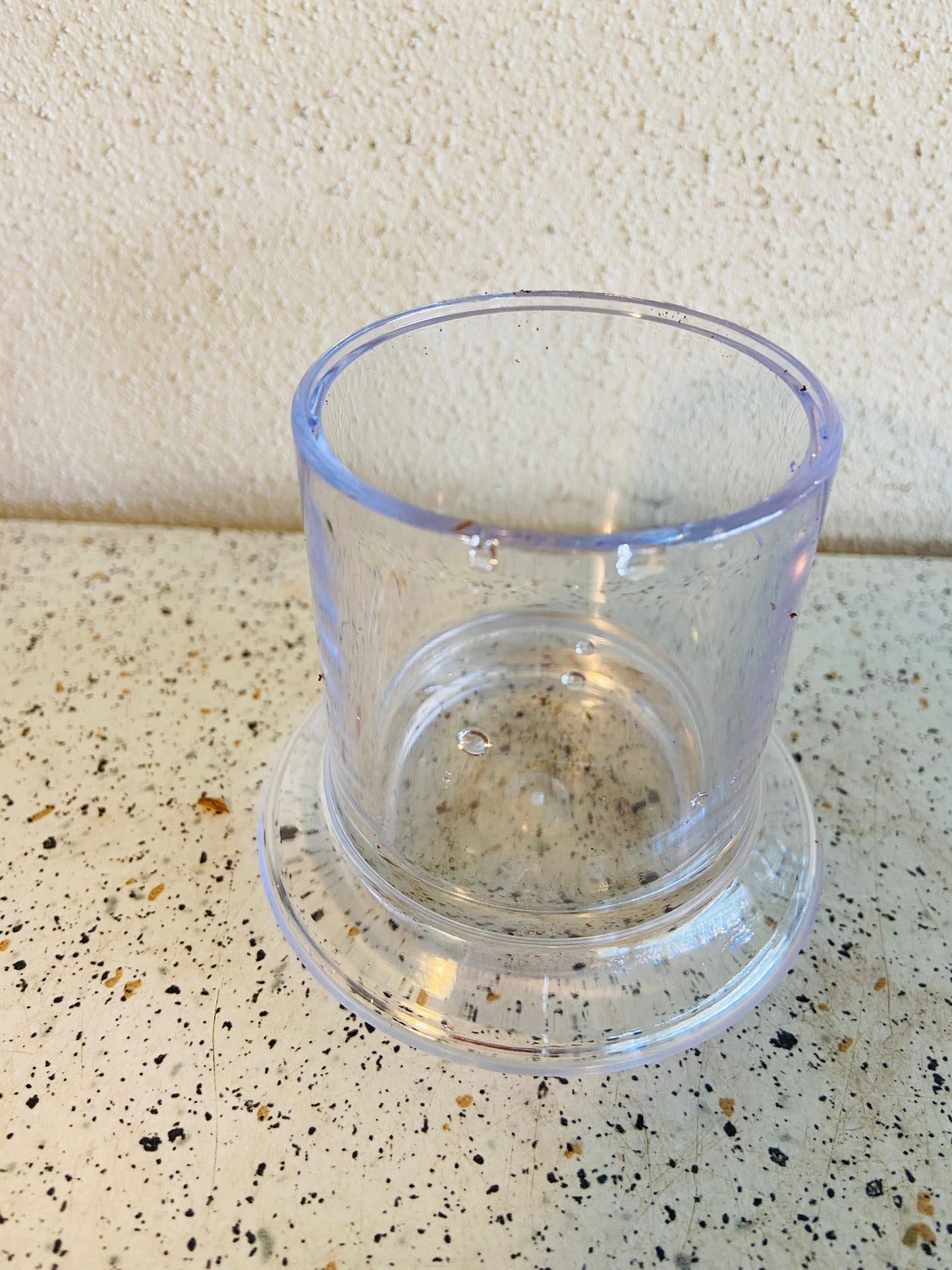 Miniature African Violet Optomara Little Sapphire