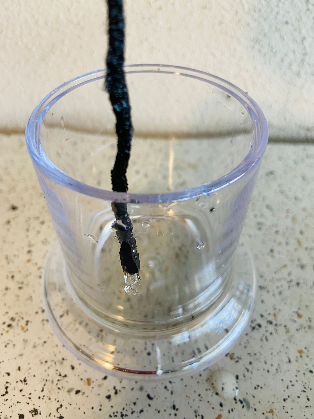 Miniature African Violet - child's Play Pink 50mm