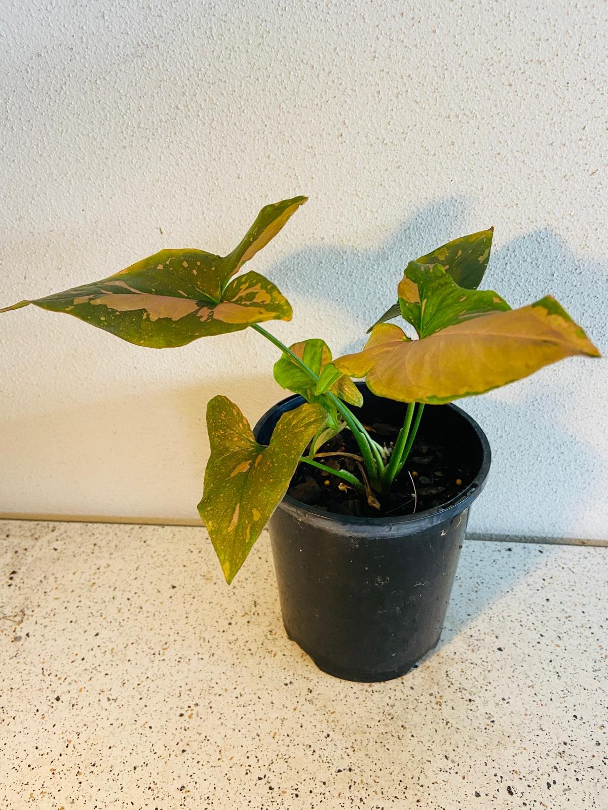 Syngonium Pink Splash #46