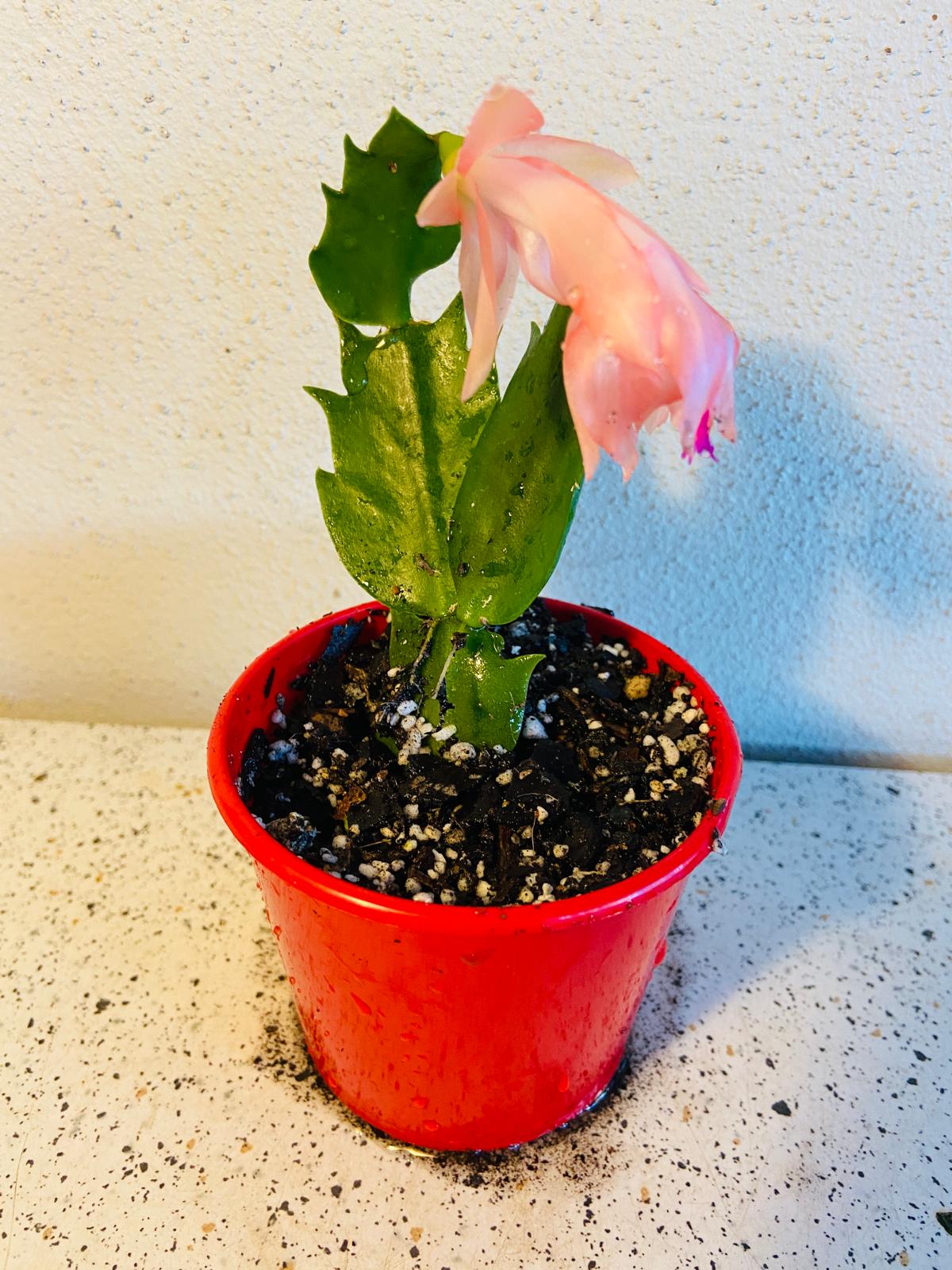 Cacti - ZygoCactus Assorted