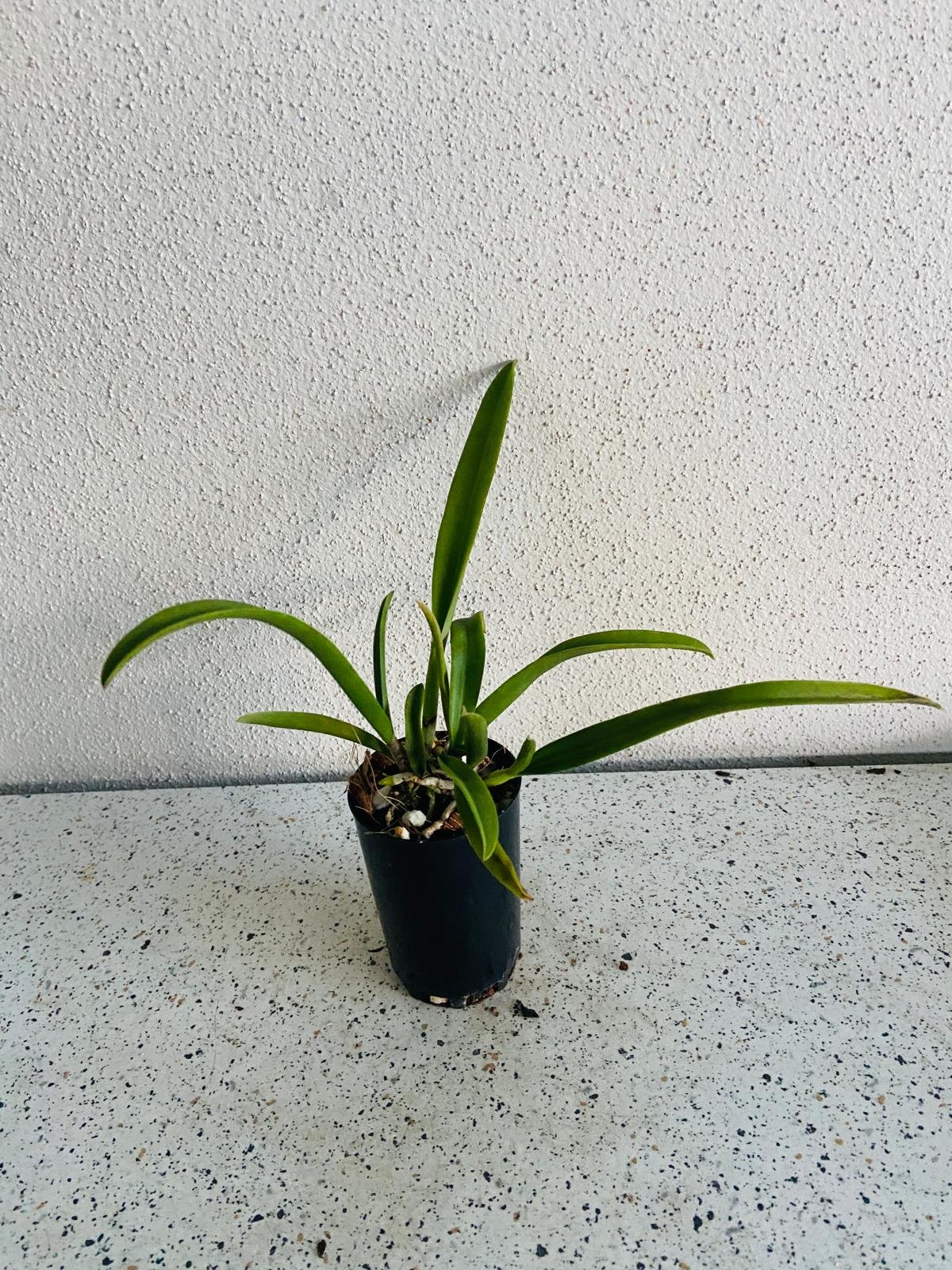 Bc.Jenosu