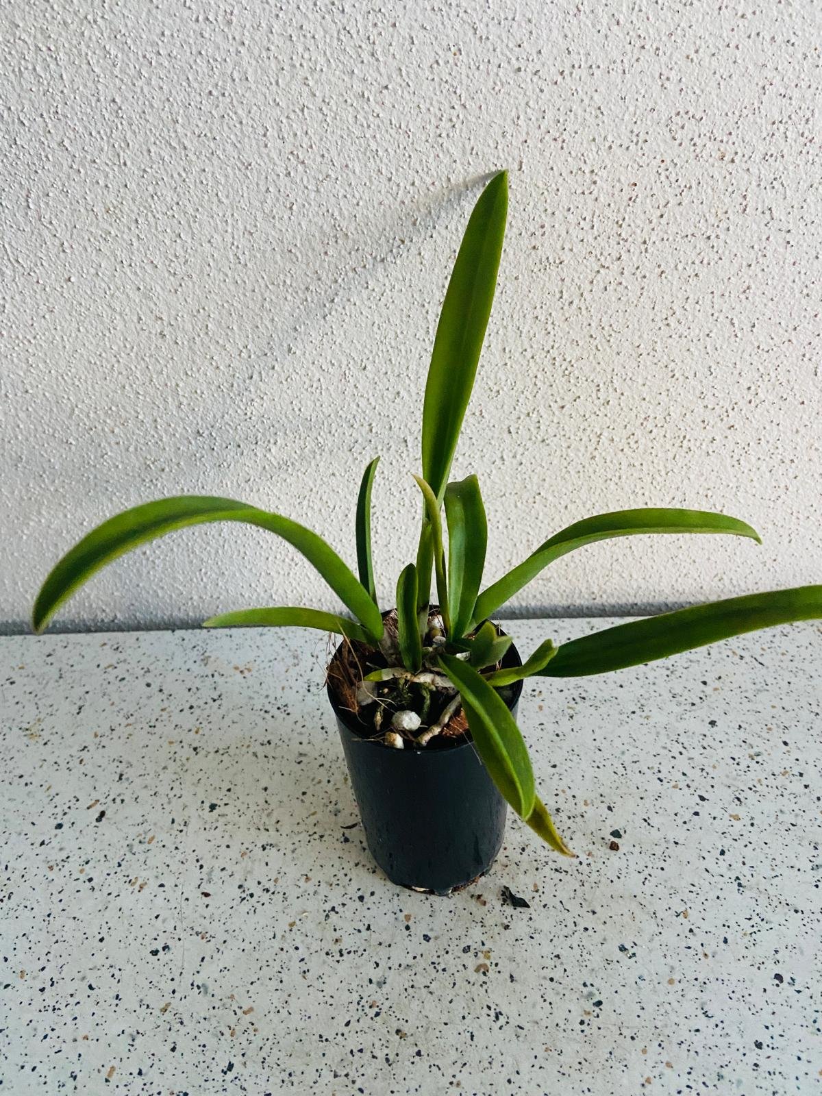 Bc.Jenosu
