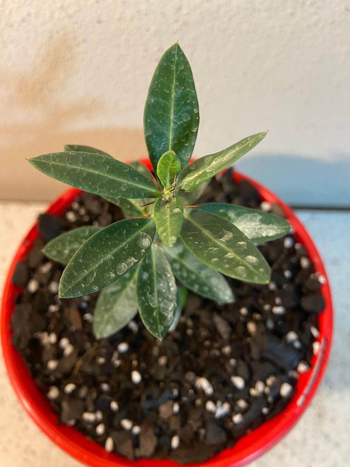 Pachypodium Bispinosum 130mm