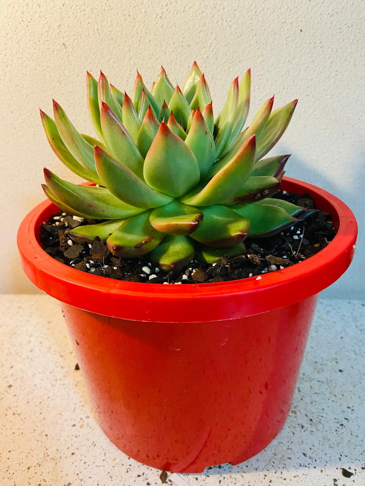 Echeveria Cassini #87