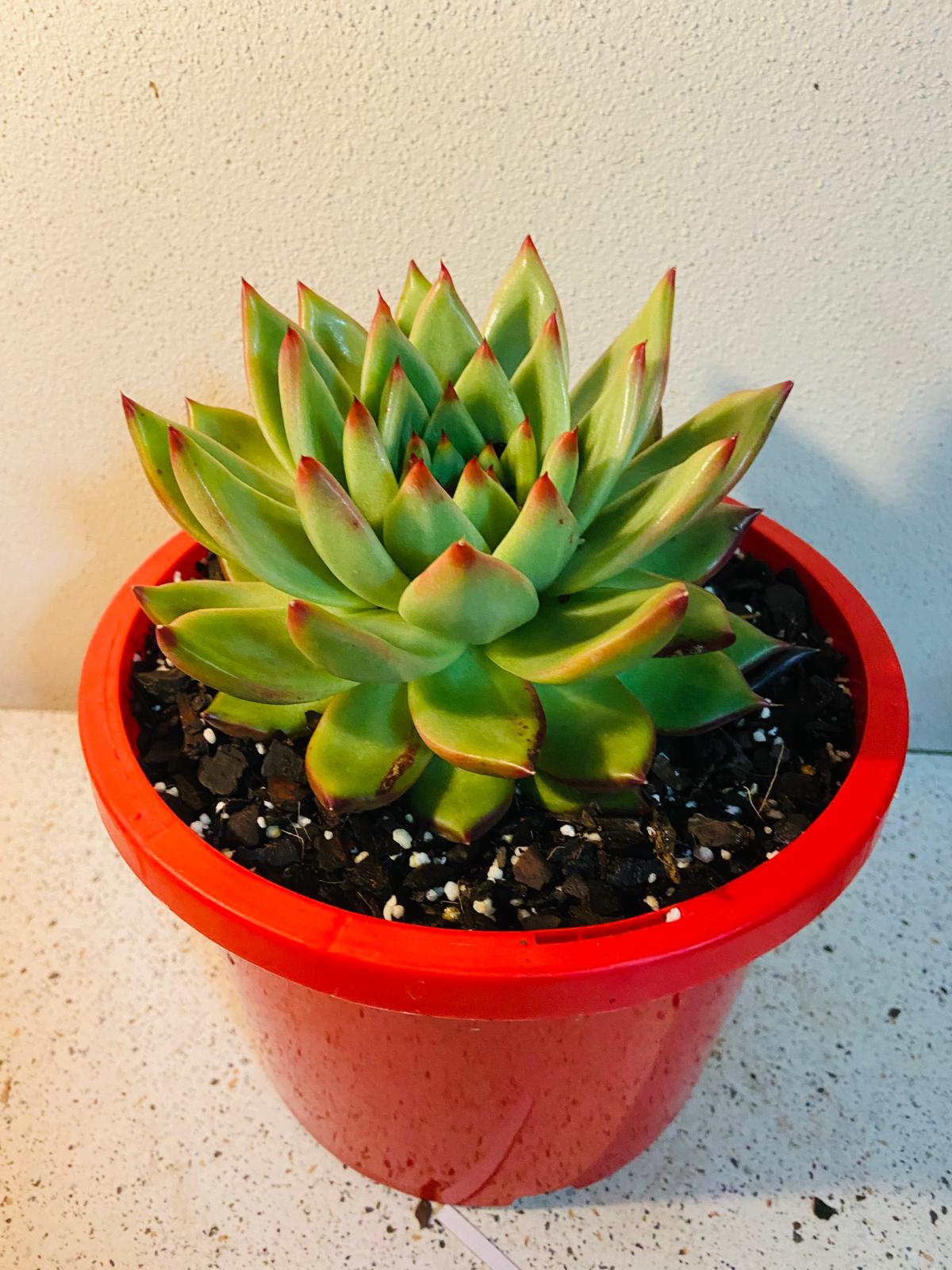 Echeveria Cassini #87