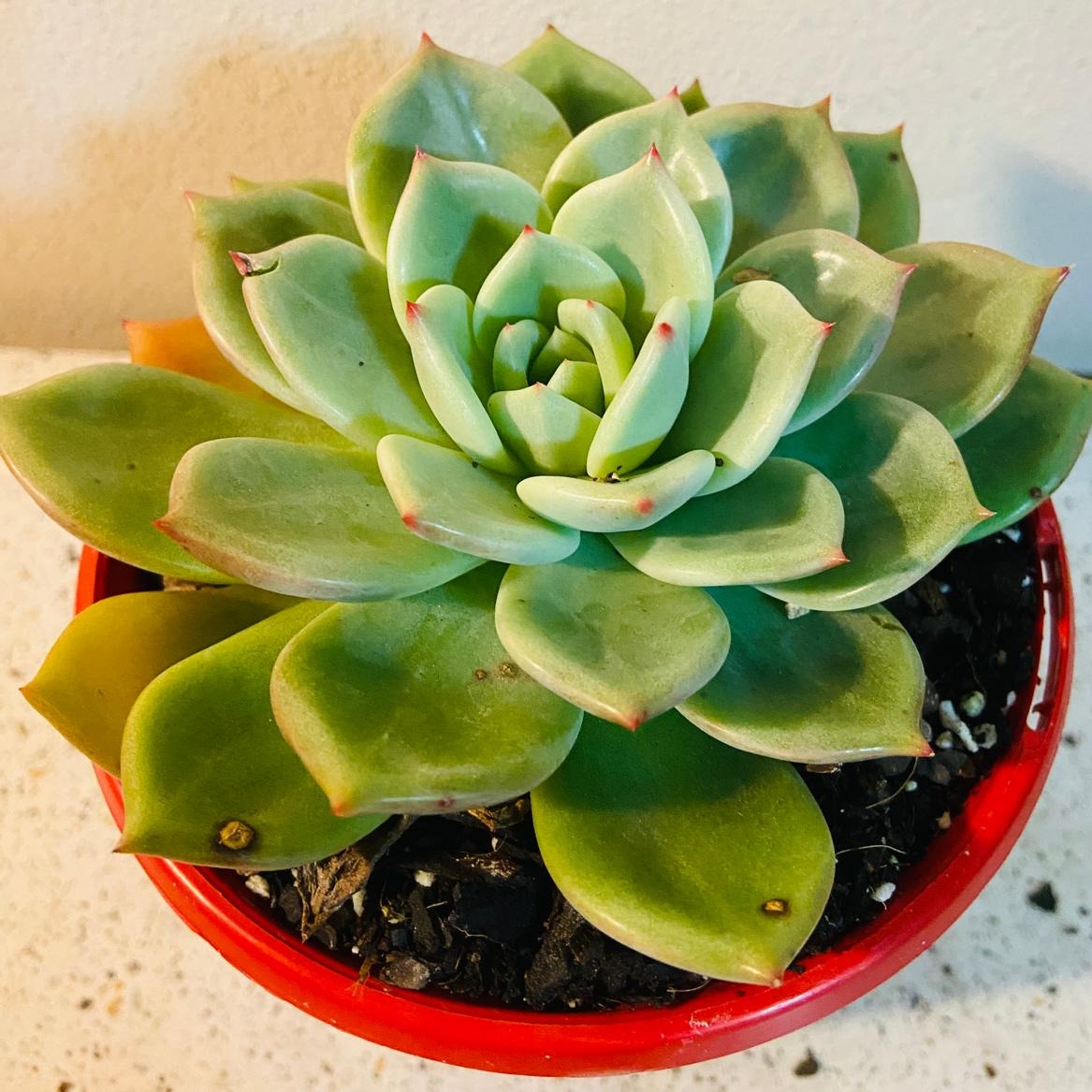 echeveria world of succulents Echeveria Champagne Green Red 130mm – Succulents World