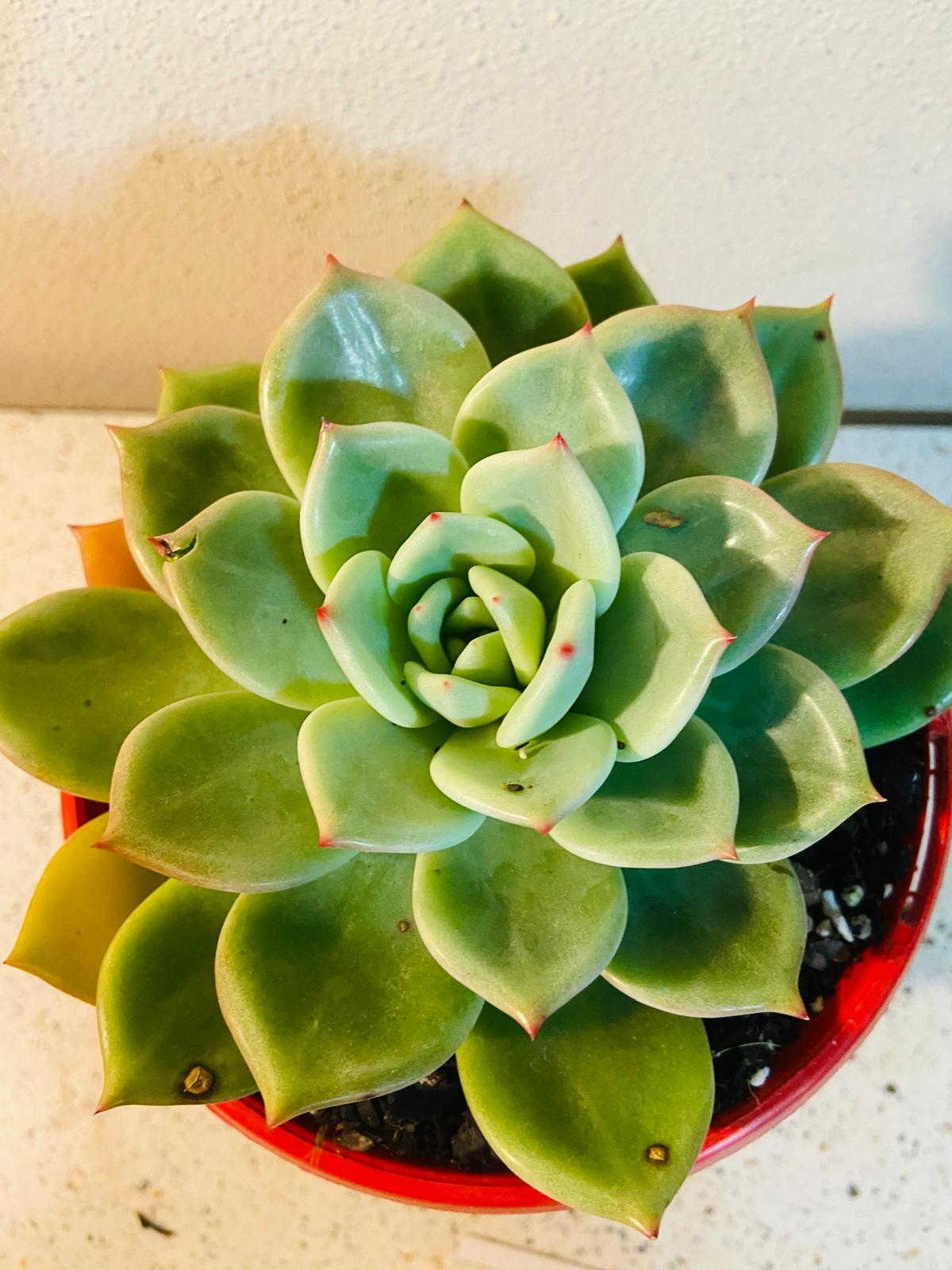 Echeveria Champagne Green Red 130mm
