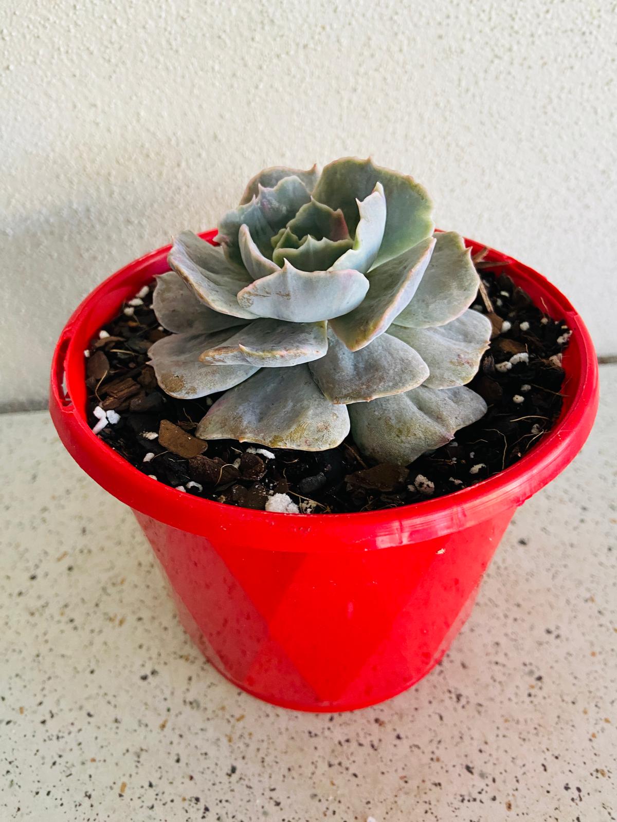 Echeveria Lilacina Monstrose