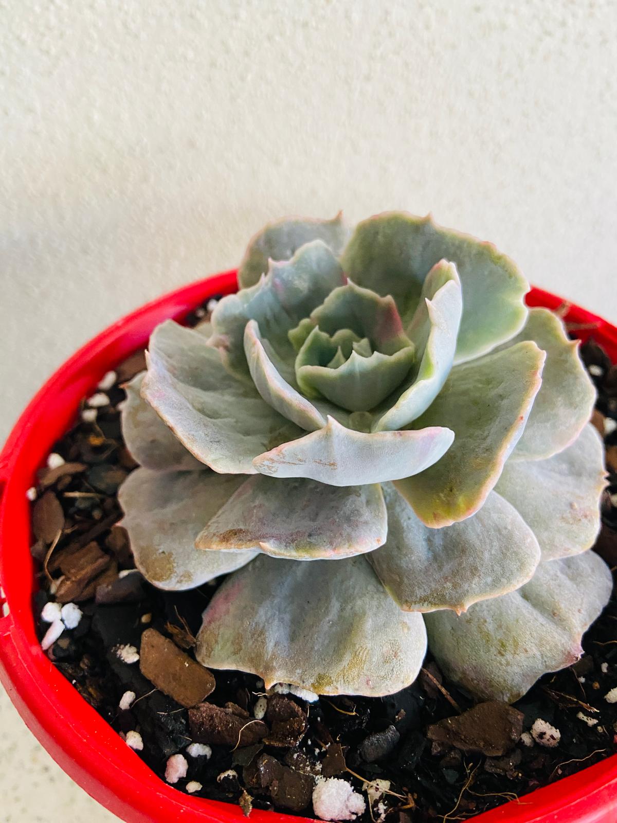 Echeveria Lilacina Monstrose