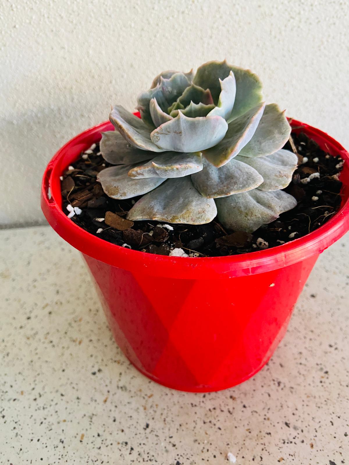 Echeveria Lilacina Monstrose 130mm