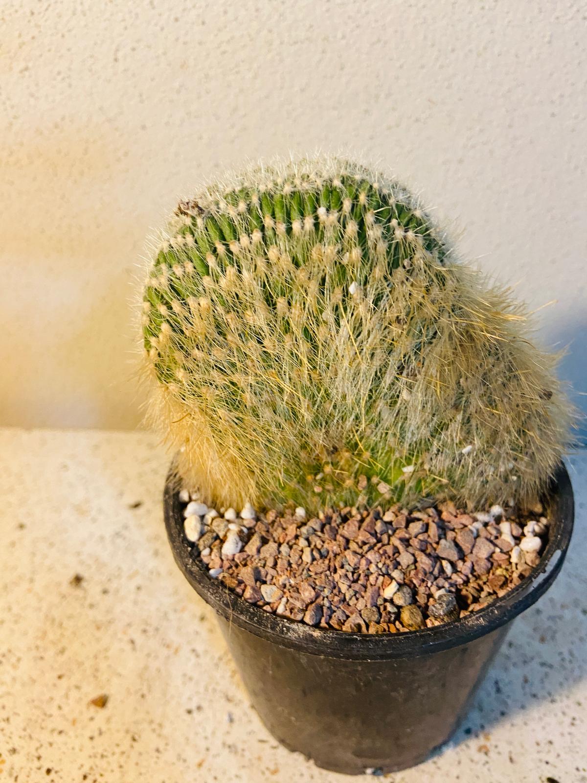 Cacti - Cleistocactus Strausii V Crested