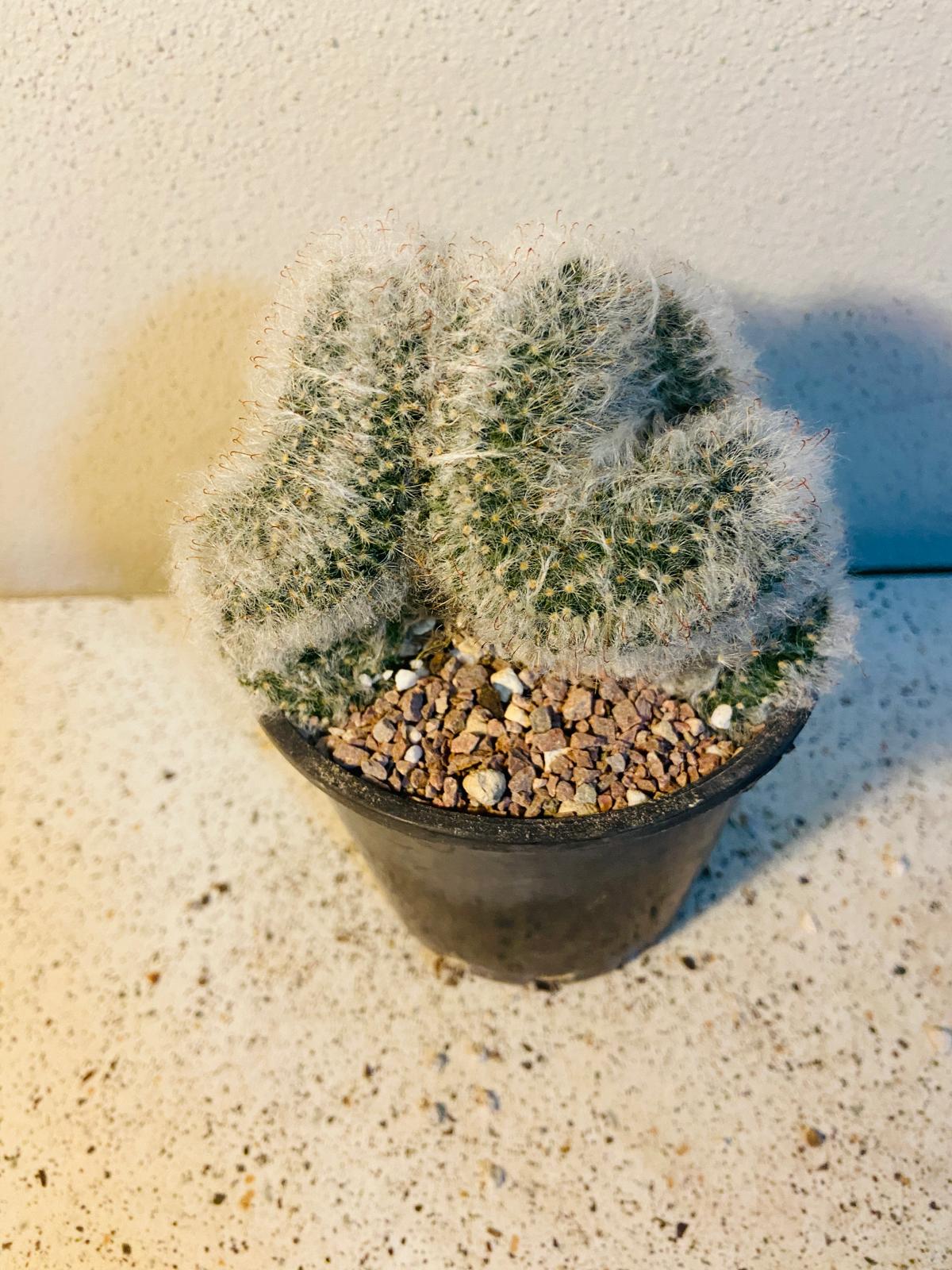 Cacti - Mammillaria Bocasana Crested