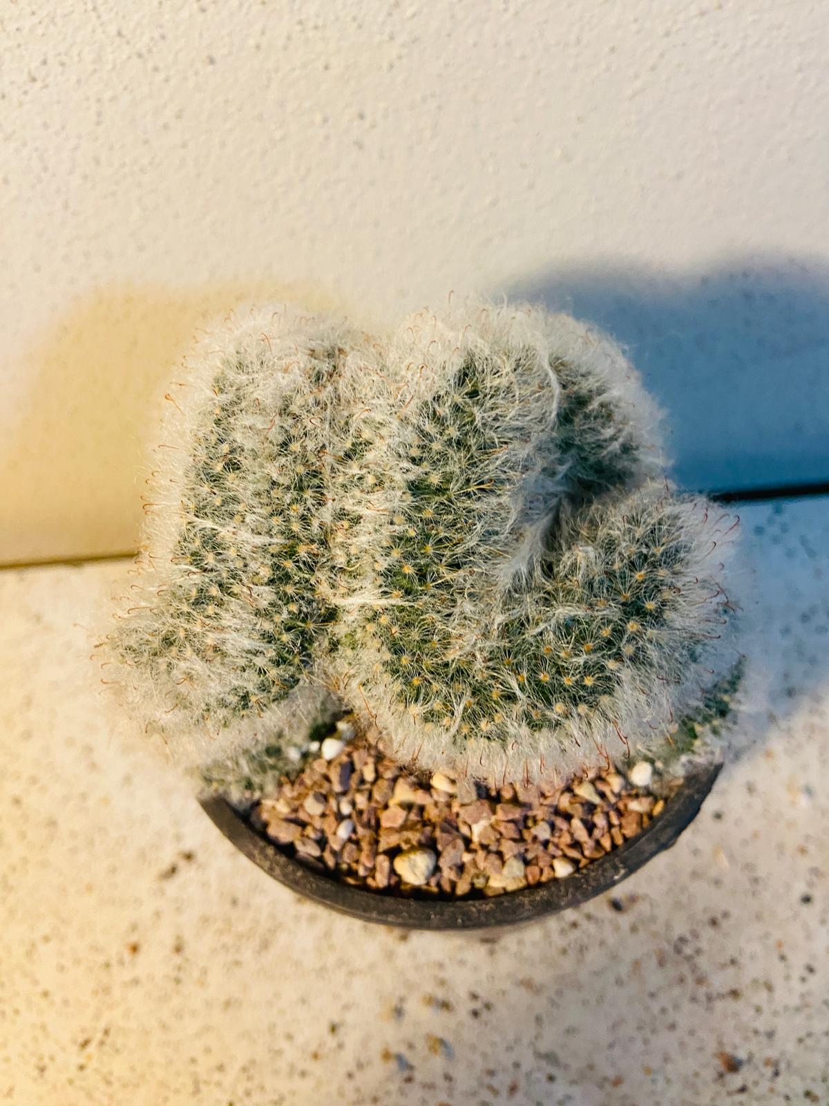Cacti - Mammillaria Bocasana Crested