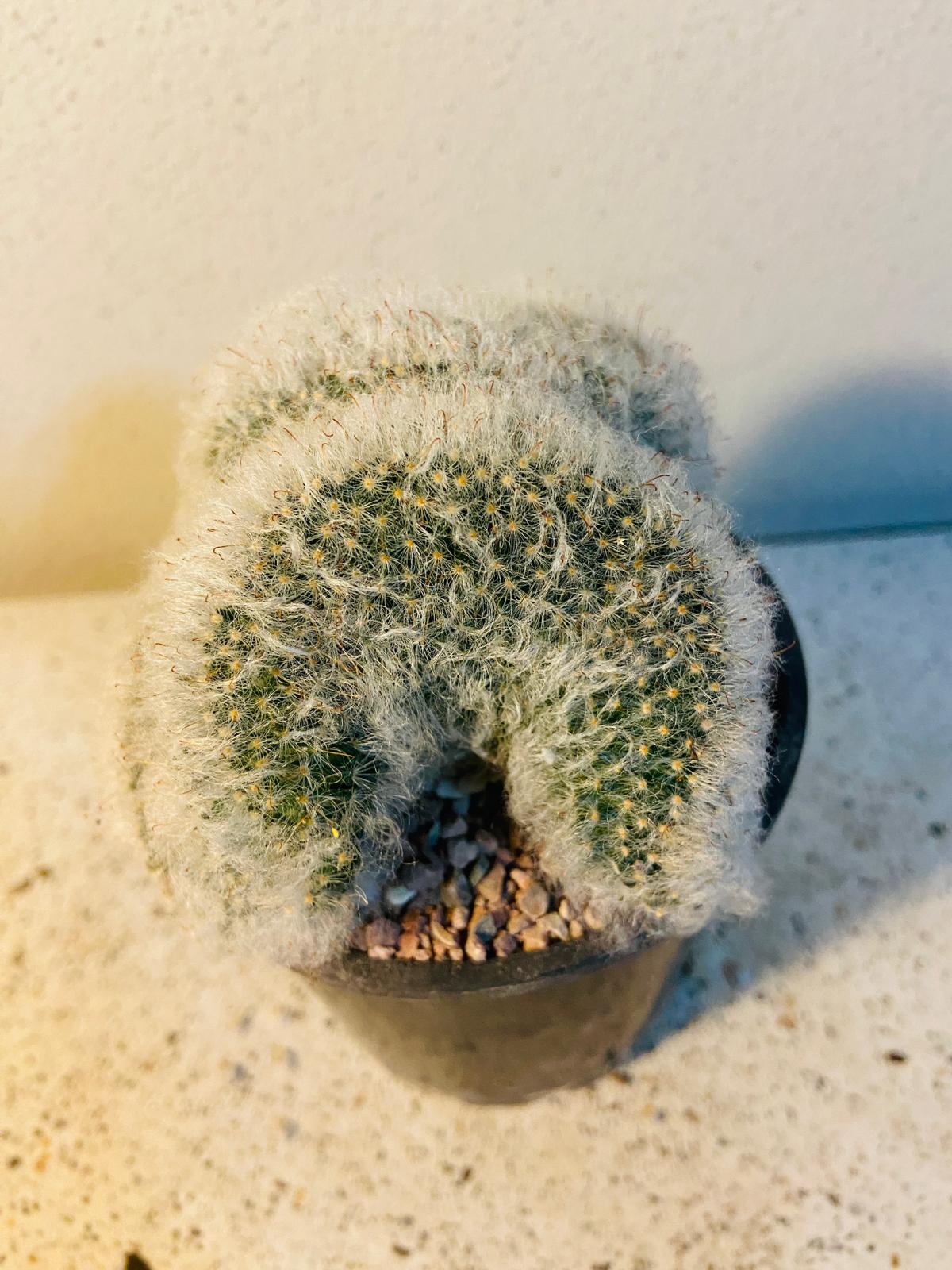 Cacti - Mammillaria Bocasana Crested