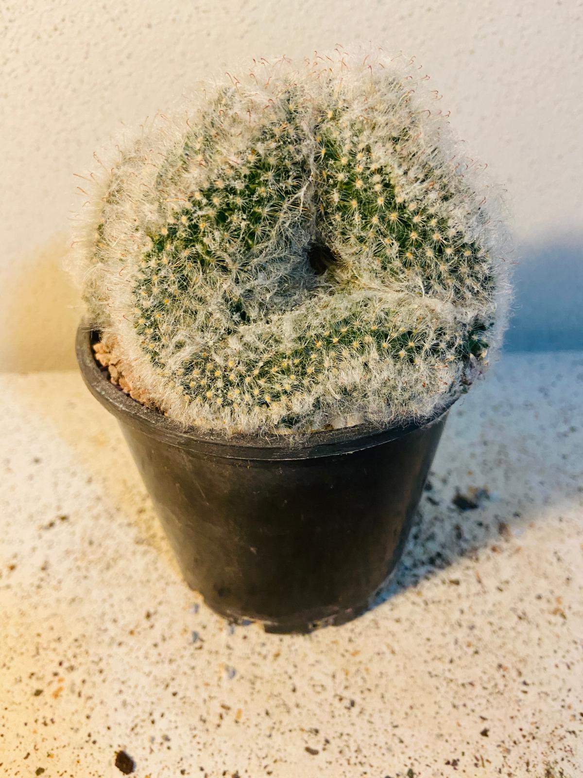 Cacti - Mammillaria Bocasana Crested