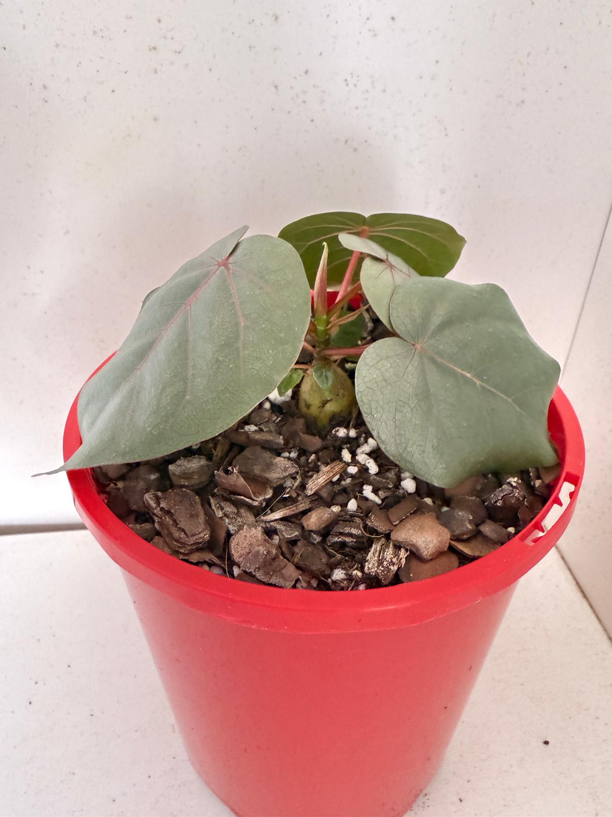 Ficus Petiolaris