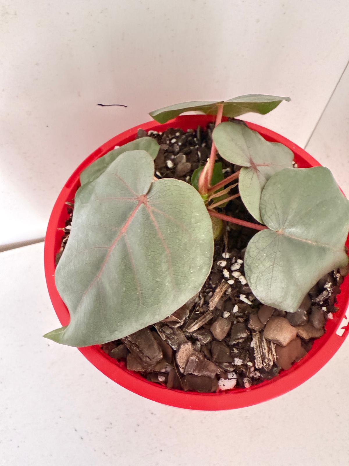 Ficus Petiolaris