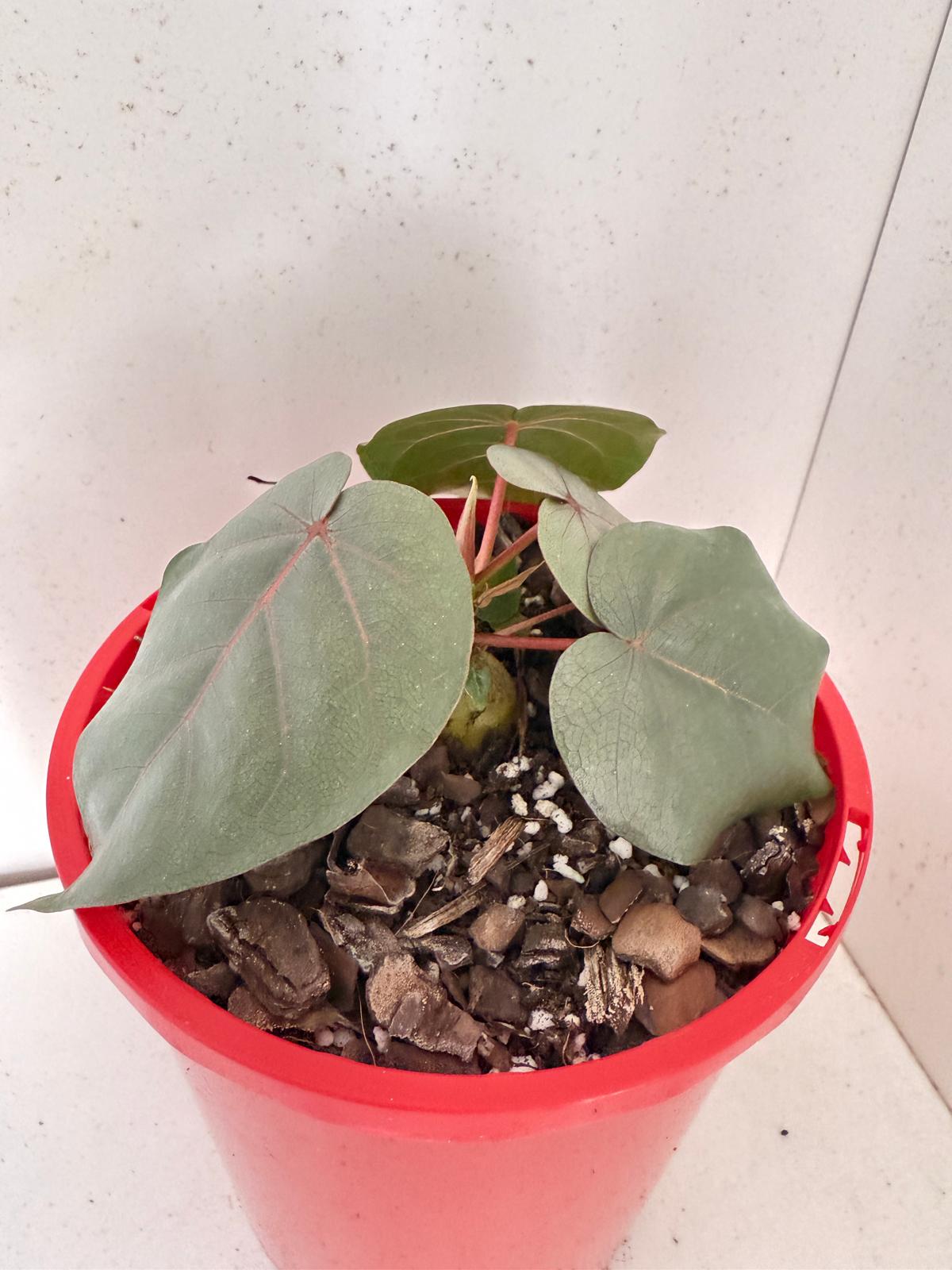 Ficus Petiolaris