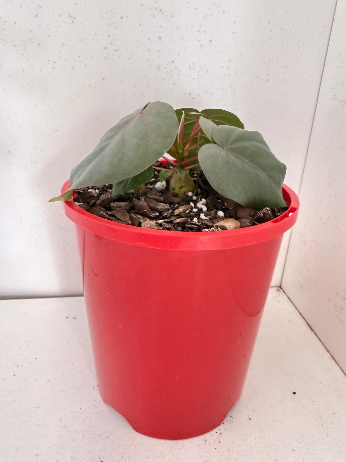 Ficus Petiolaris