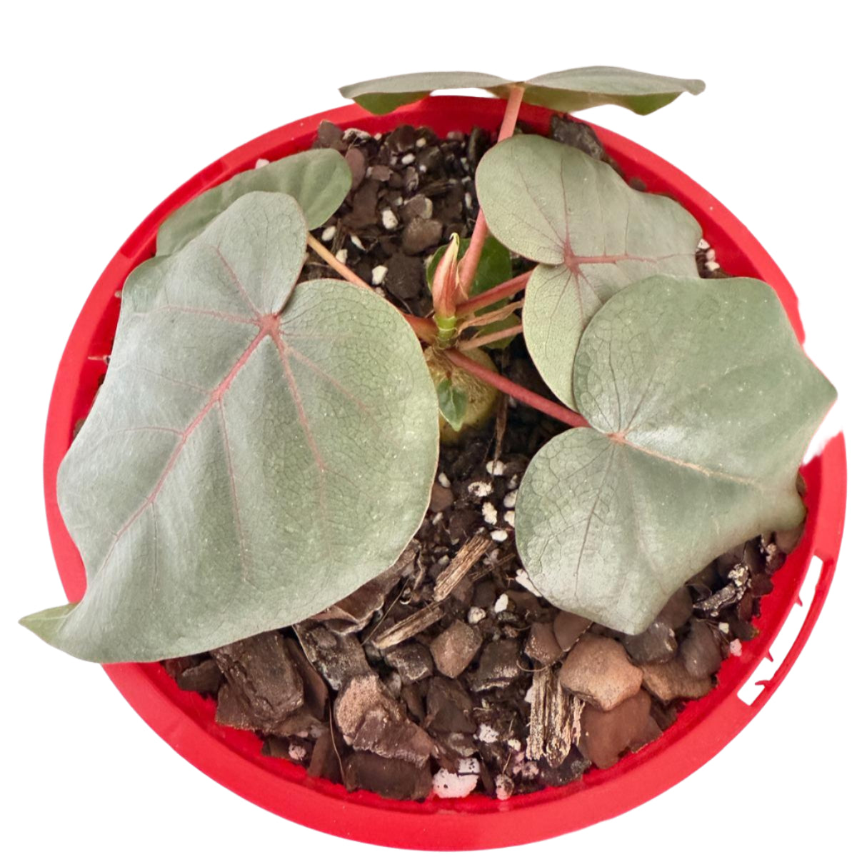 Ficus Petiolaris