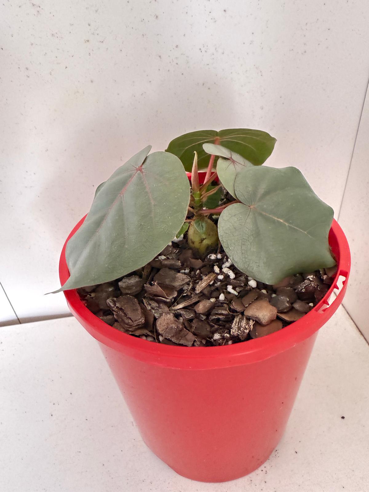 Ficus Petiolaris