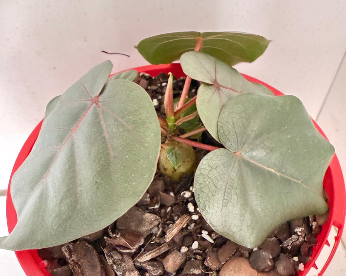 Ficus Petiolaris