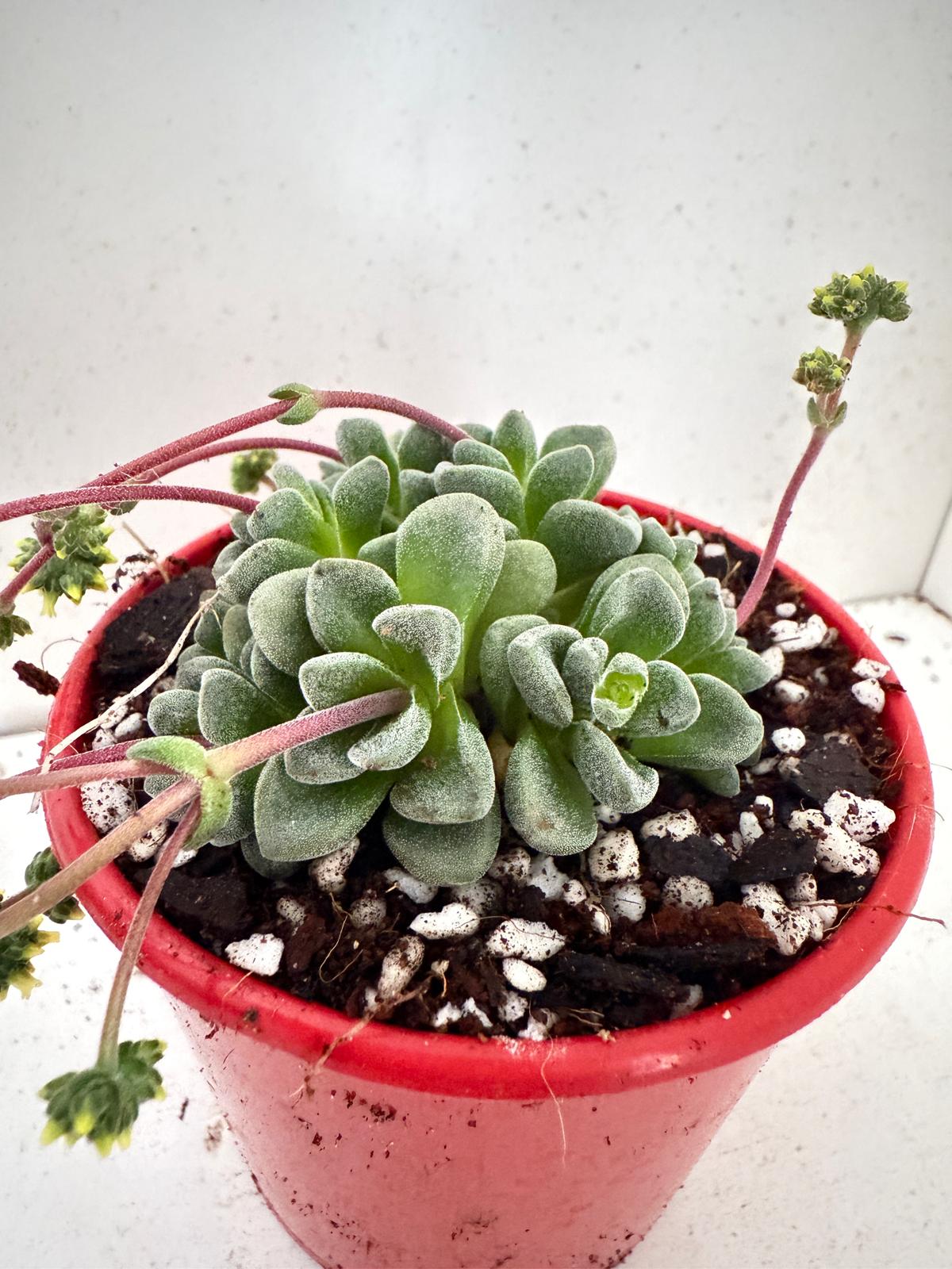 Crassula Fernwood -80mm