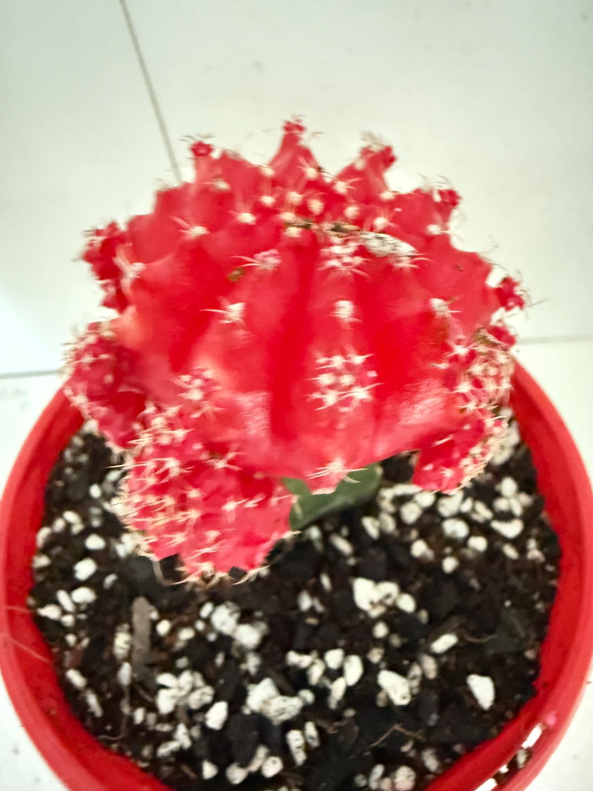 Grafted Cactus Deep red-130mm