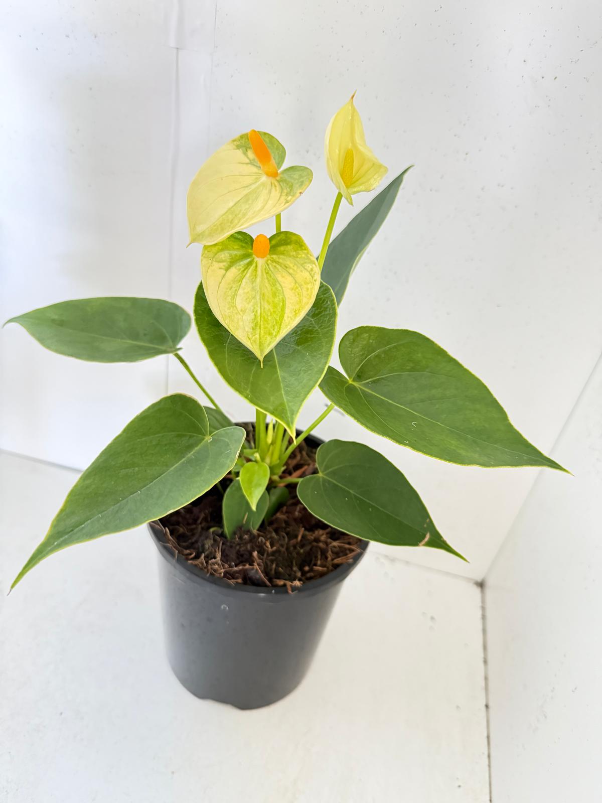 Anthurium Andraenum Vanila 140mm