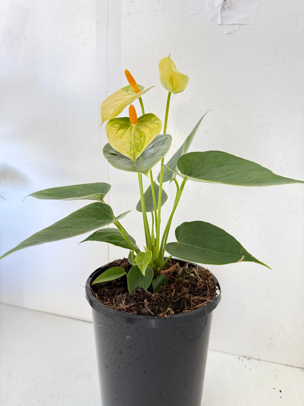 Anthurium Andraenum Vanila 140mm