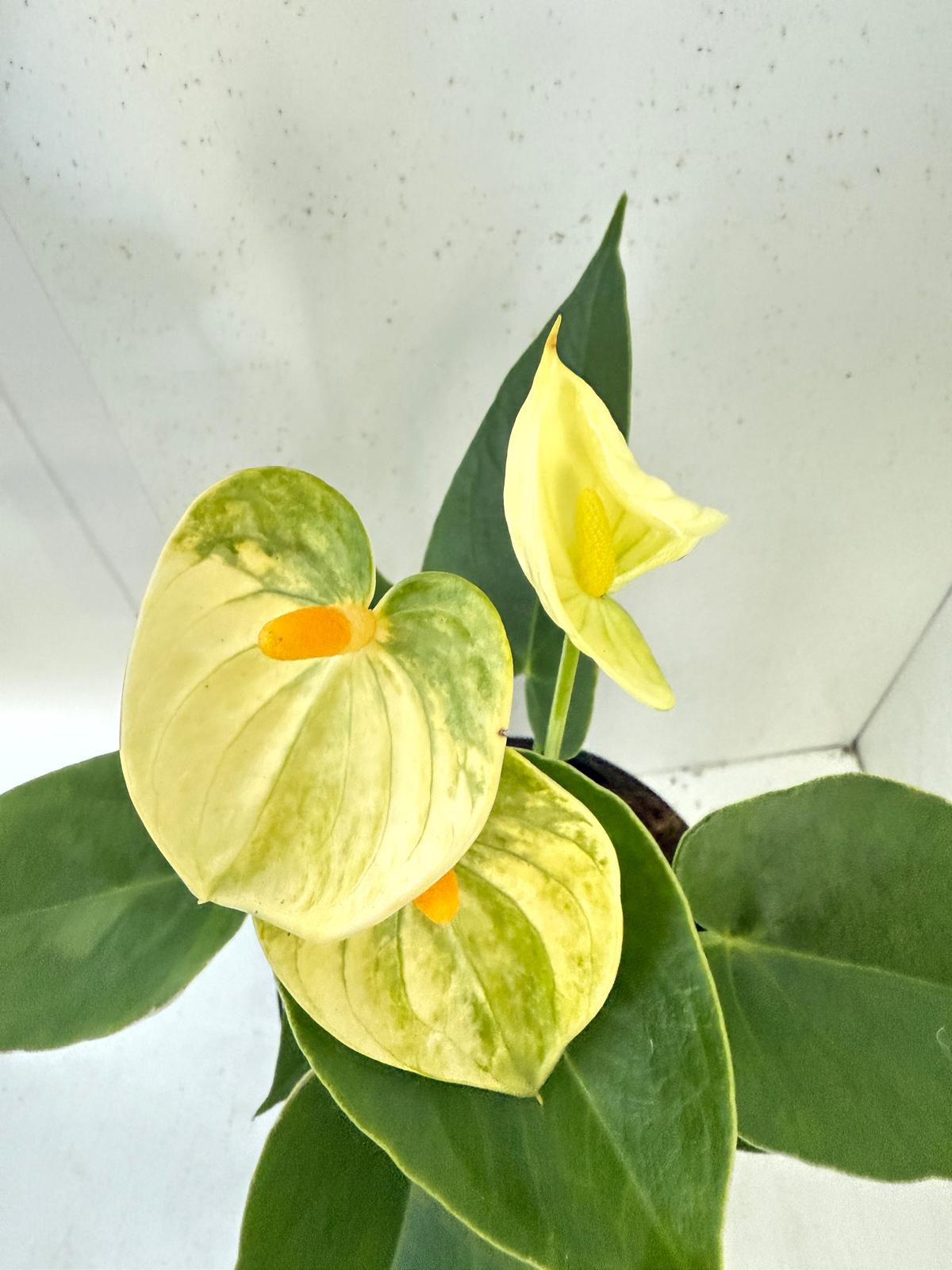 Anthurium Andraenum Vanila 140mm