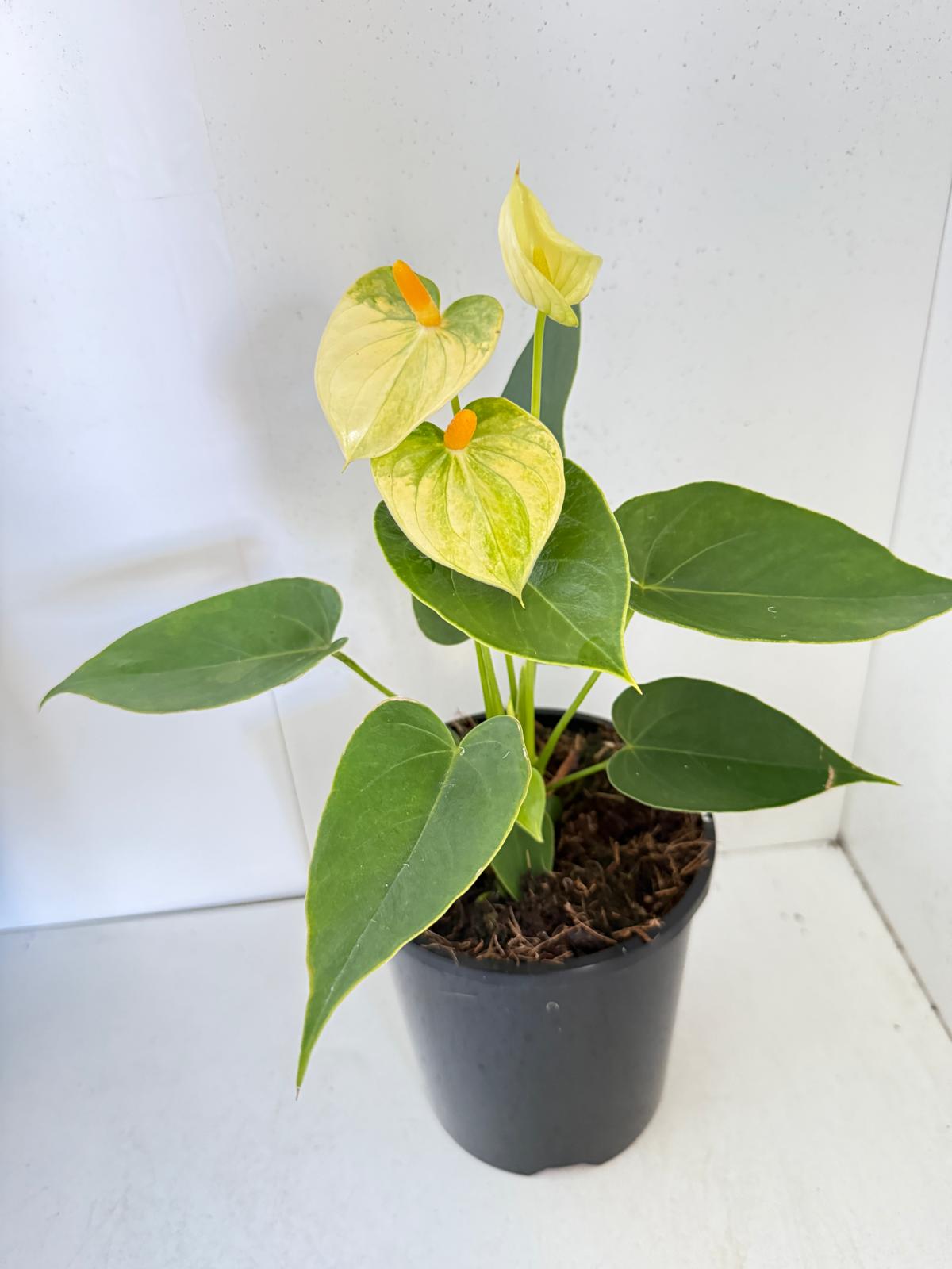 Anthurium Andraenum Vanila 140mm