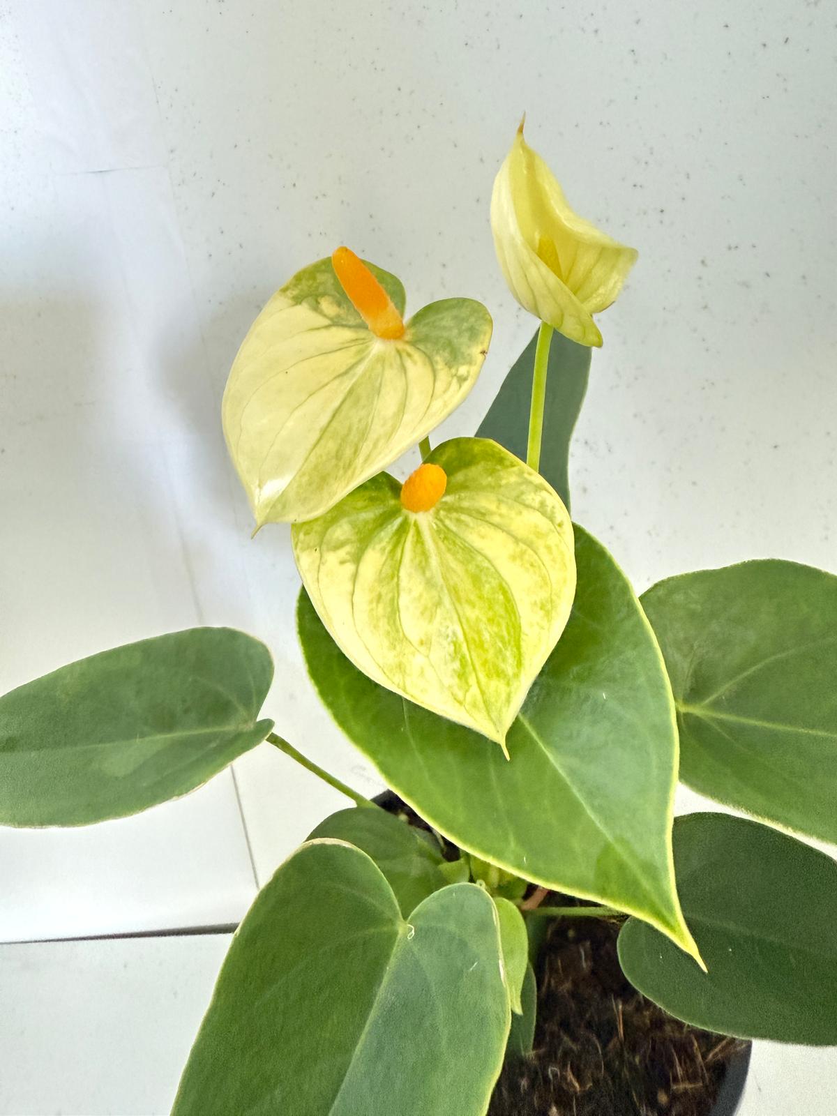 Anthurium Andraenum Vanila 140mm