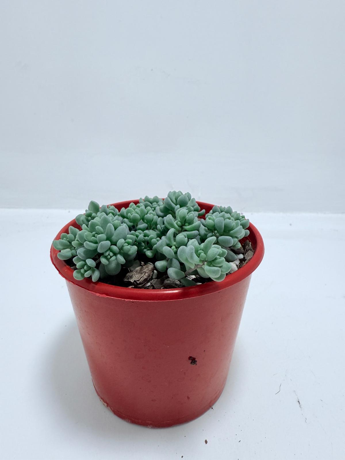 Sedum dasyphyllum ‘Lilac Mound’ – Corsican Stonecrop | Hardy Groundcover Succulent (Wholesale)