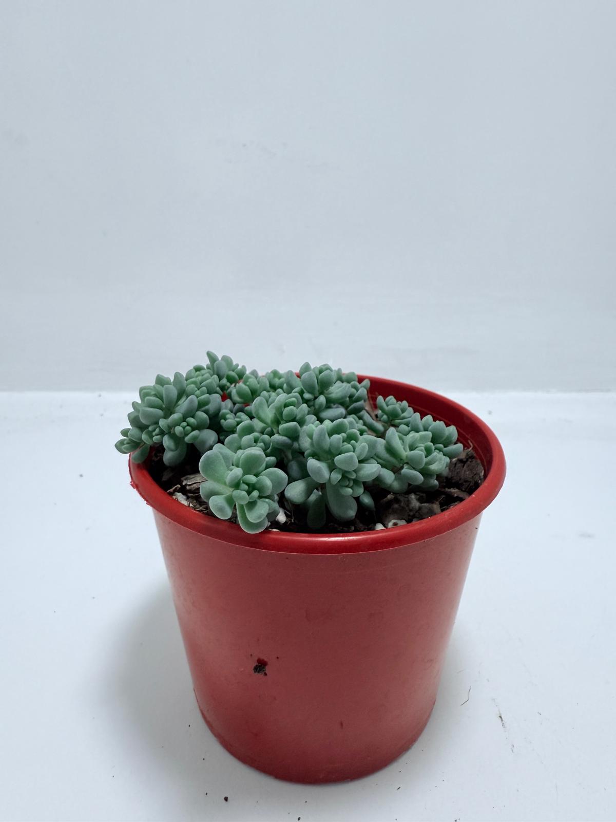 Sedum dasyphyllum ‘Lilac Mound’ – Corsican Stonecrop | Hardy Groundcover Succulent (Wholesale)